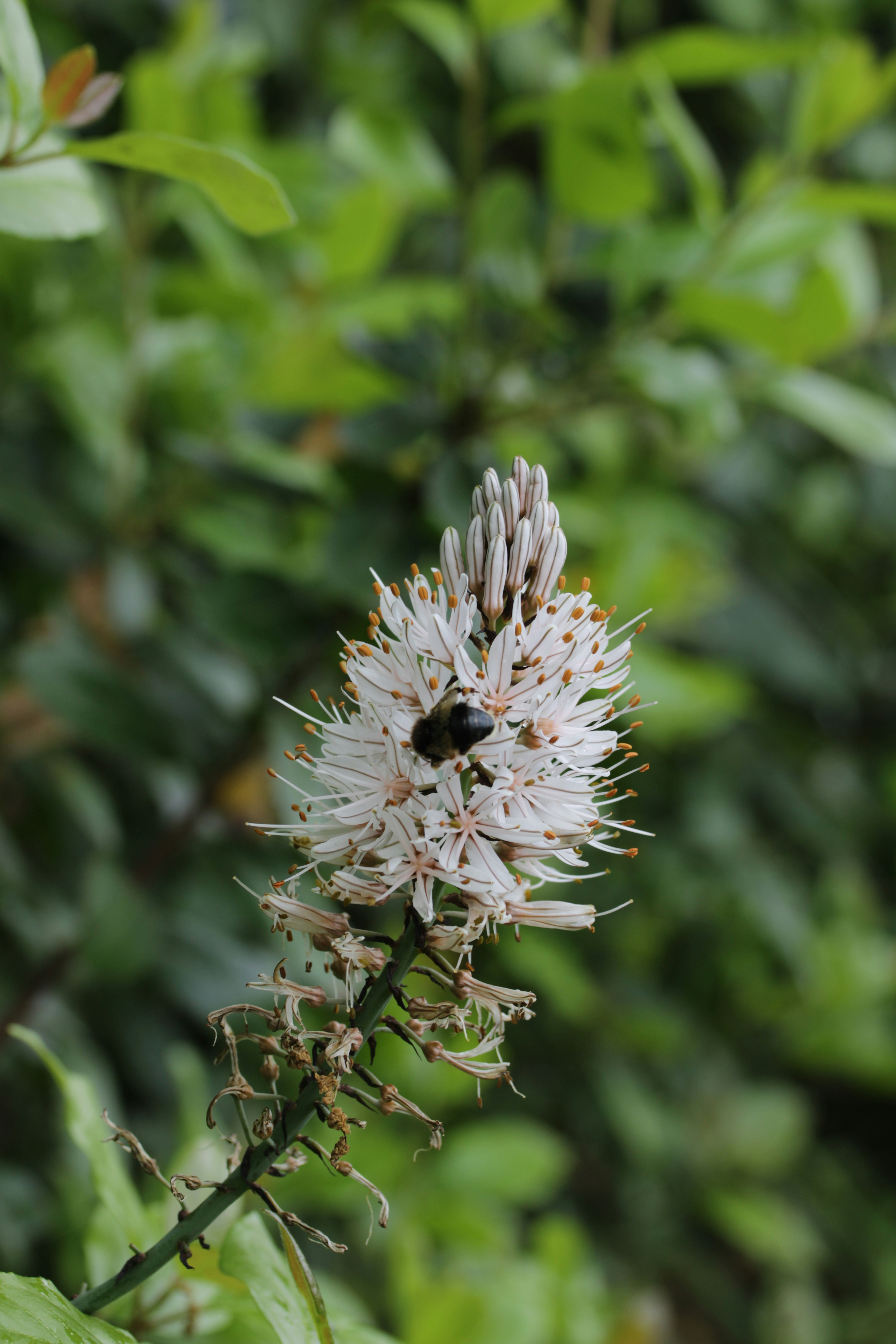 A bee pollinating a white spiky flower.
