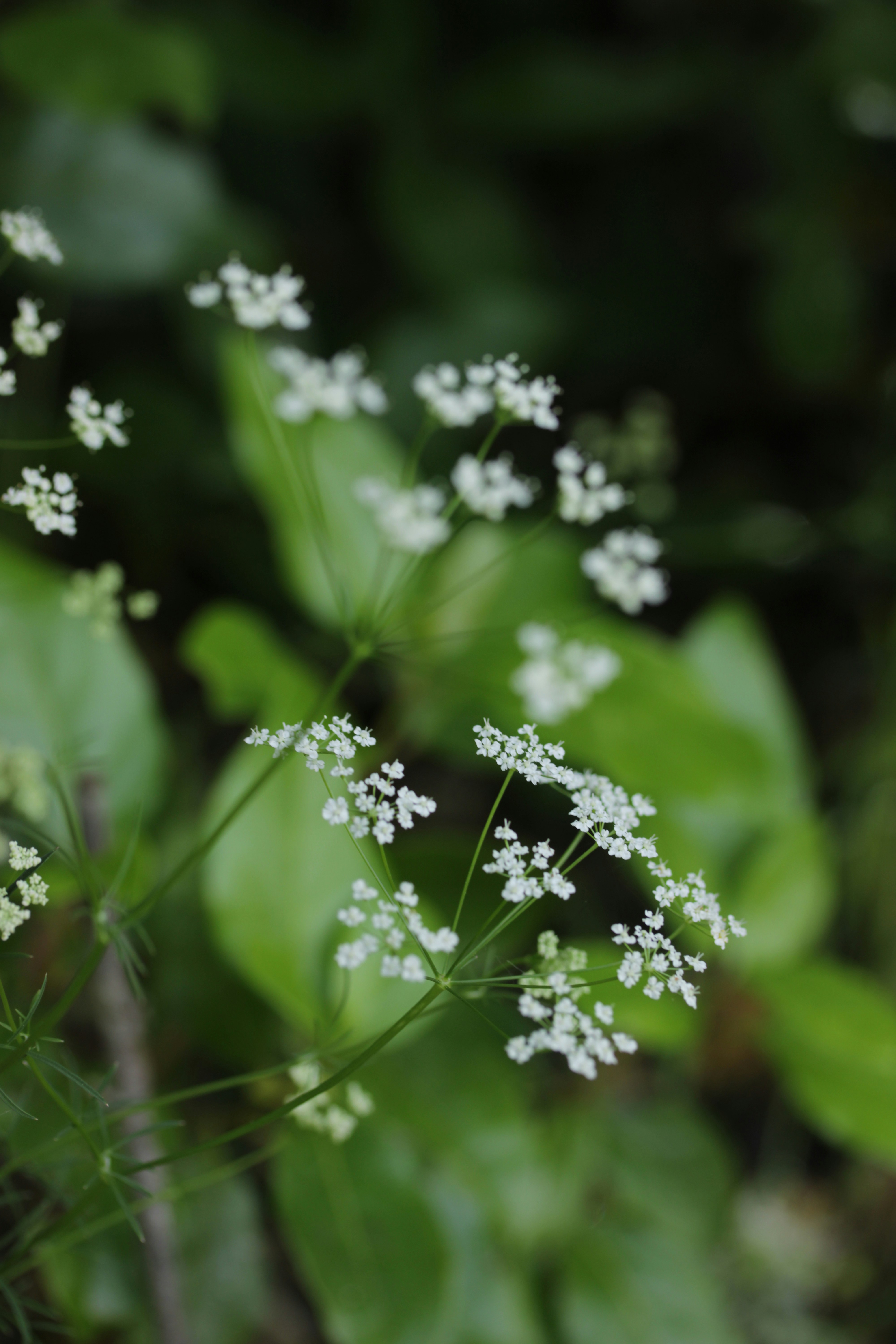 Small white wildflowers with green leaves in a forest.