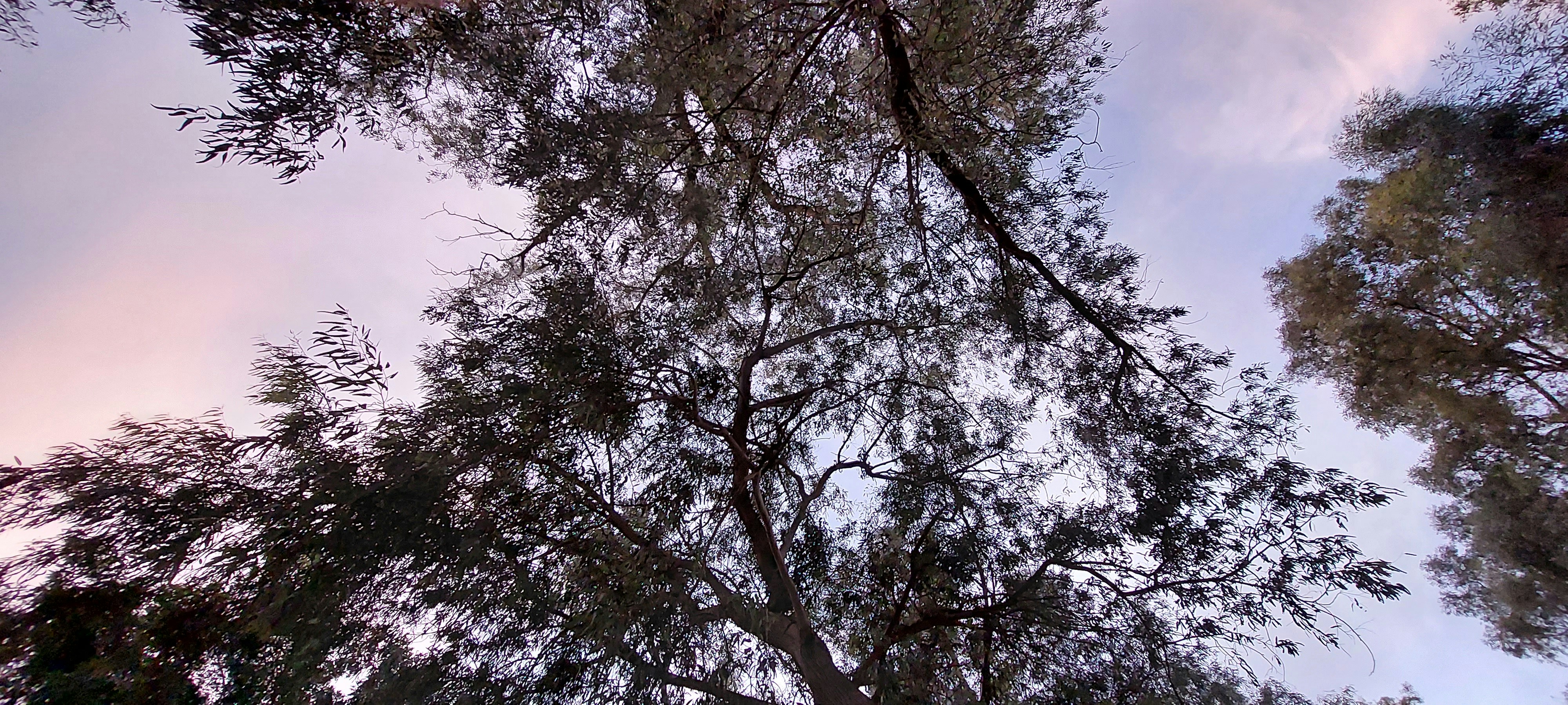 Looking up through tree branches at a soft, colorful sky