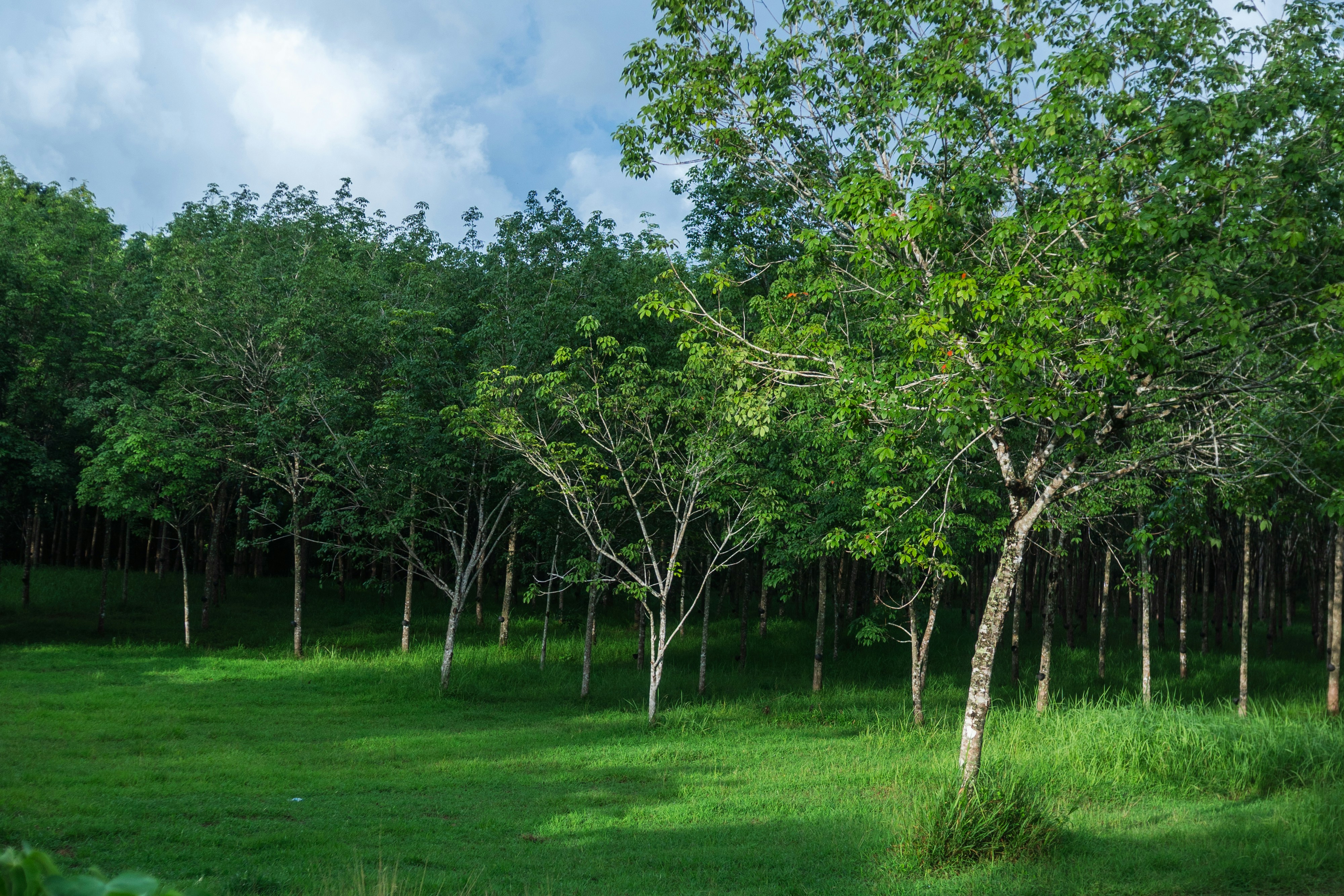 Champ vert avec de nombreux arbres sous un ciel nuageux.