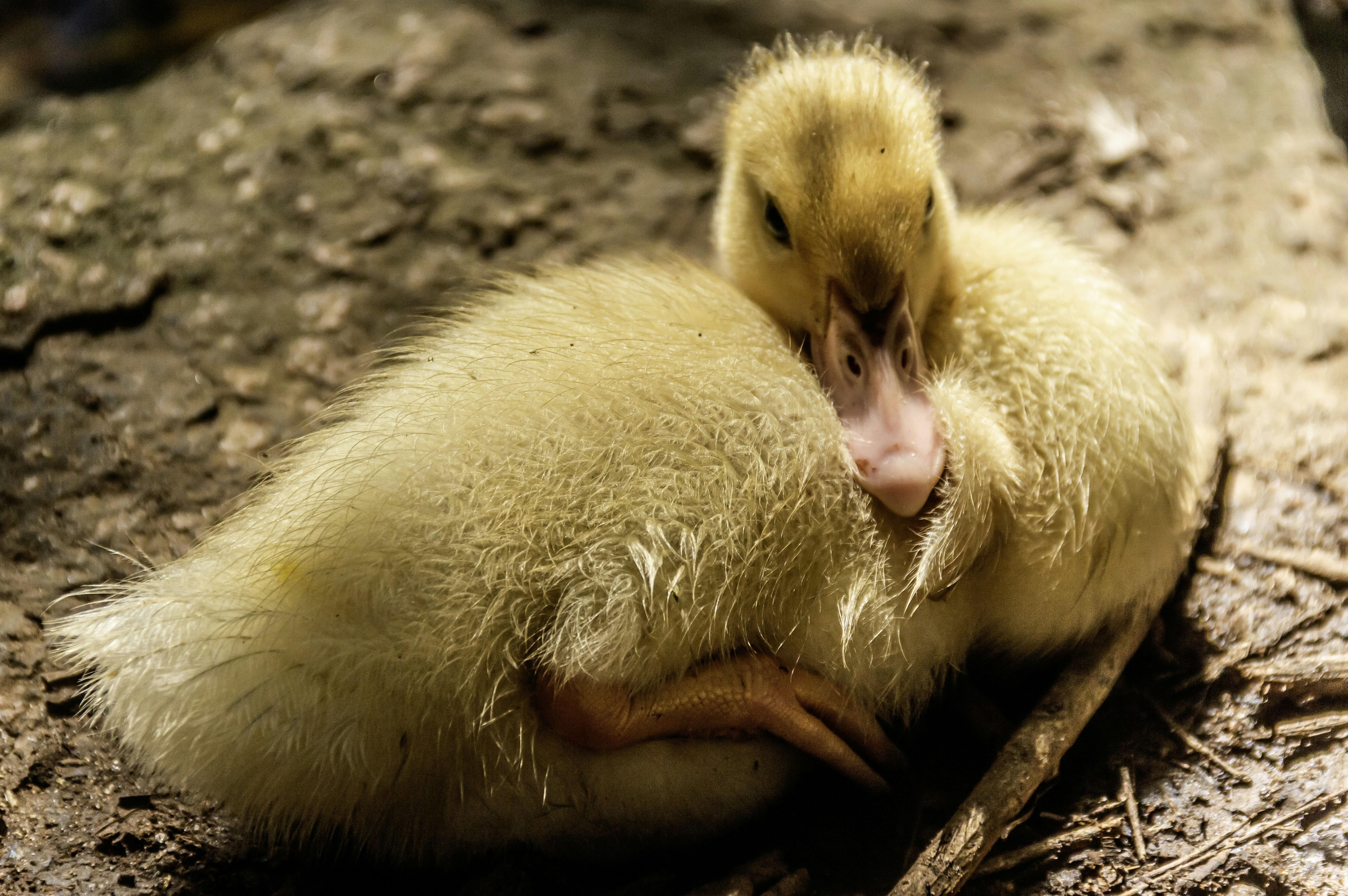 A small yellow duckling resting on the ground