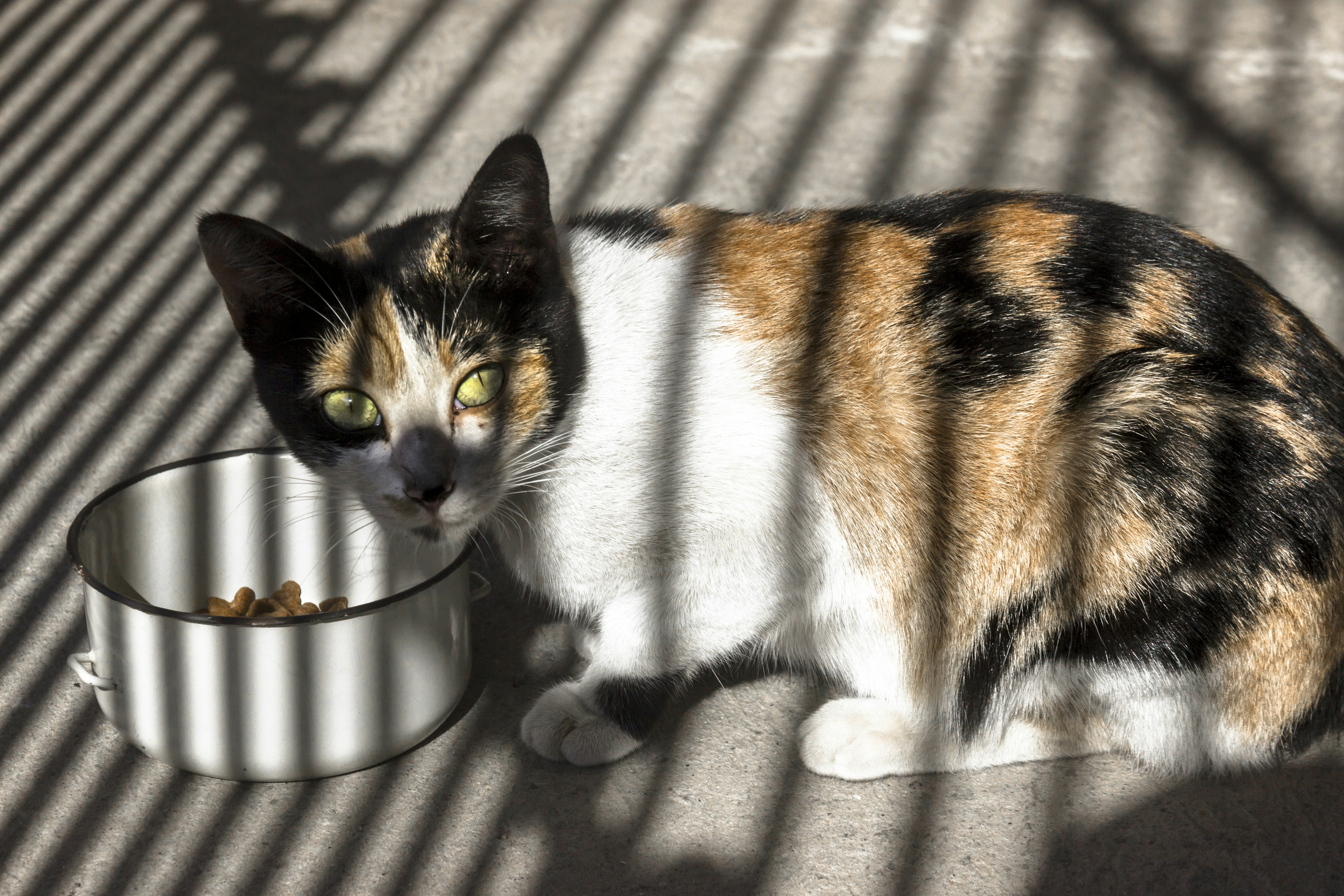 Gatto calicot accanto alla ciotola del cibo sotto la luce striata.