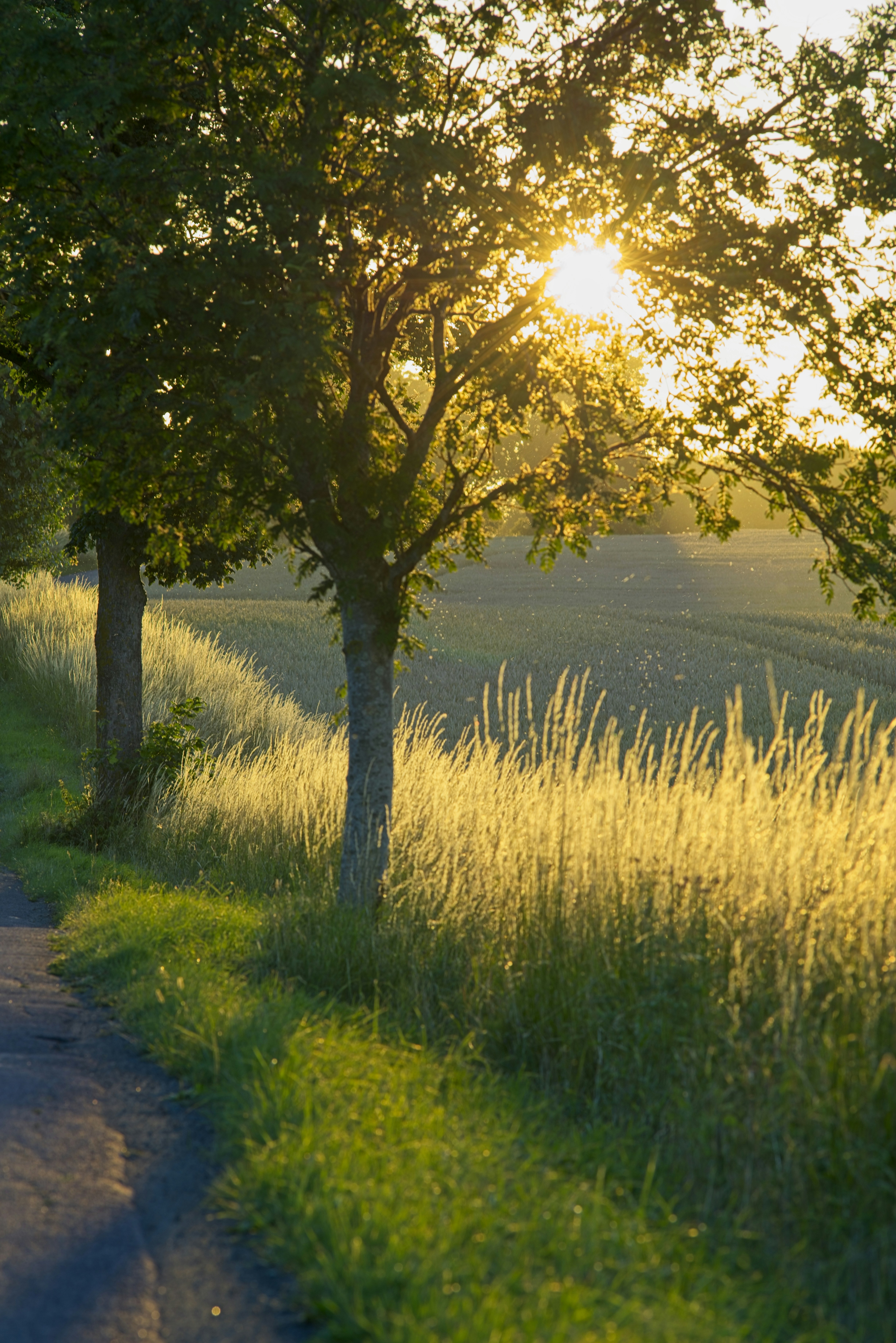 Sunlight streams through trees onto a golden field — a still from the tribute video