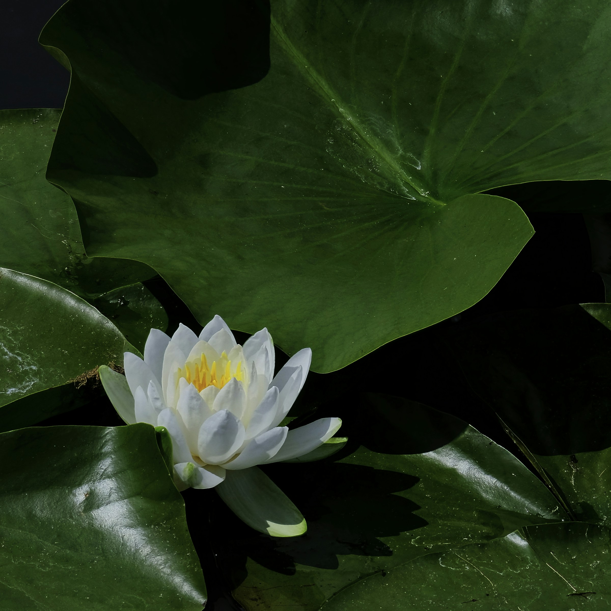 A white water lily blooms among large green lily pads.