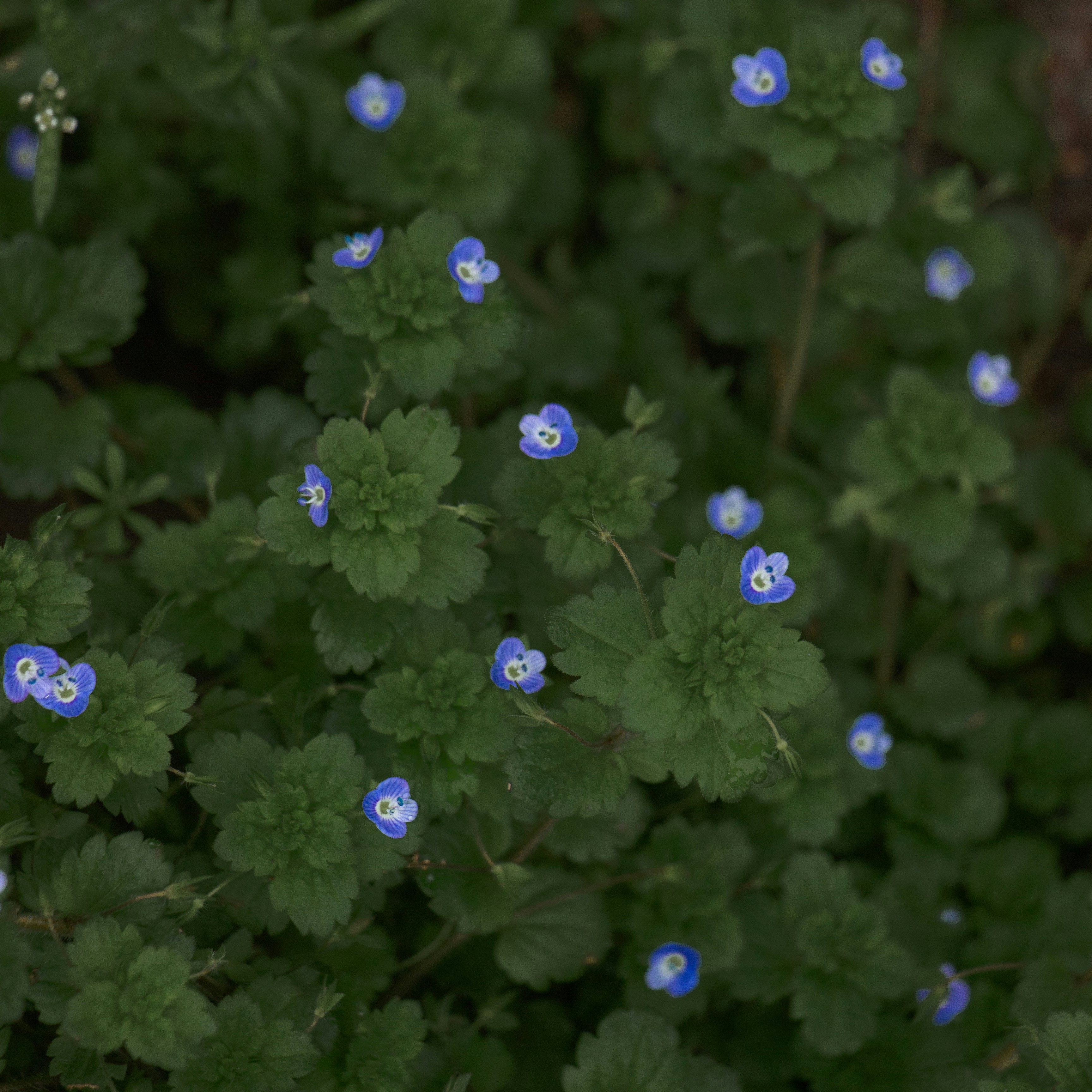 Small blue flowers blooming among green leaves