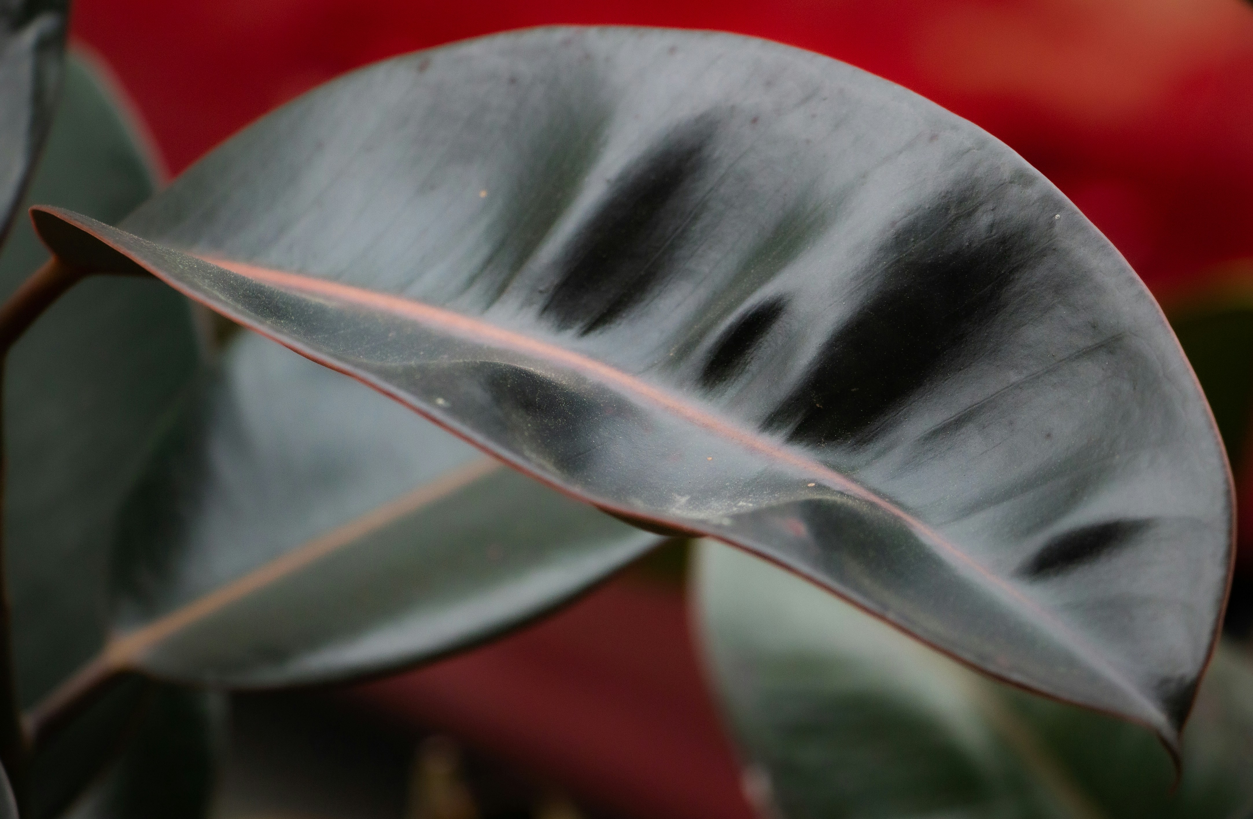 Variegated rubber plant leaf with dark patterns and red background