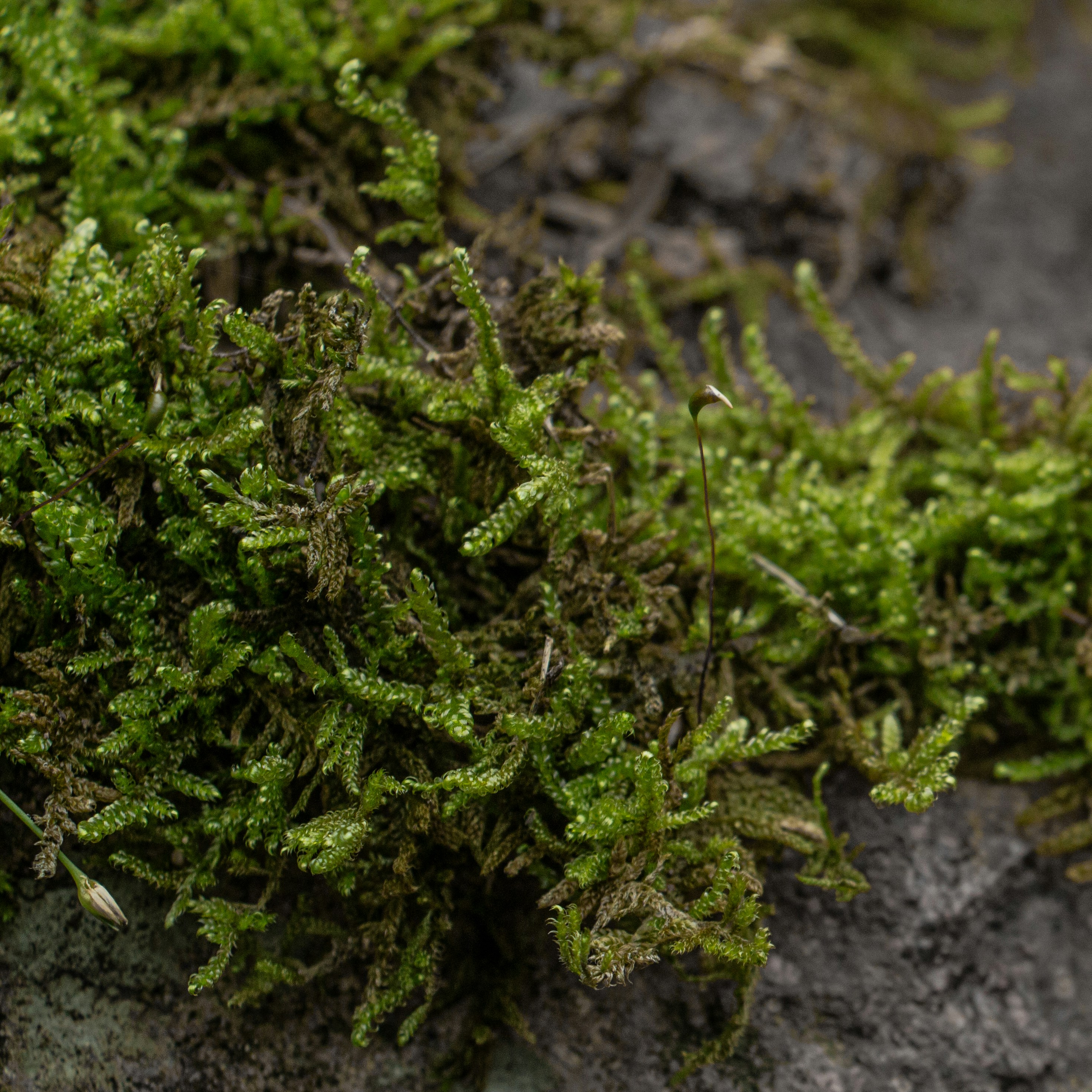 Селагінела — Selaginella kraussiana