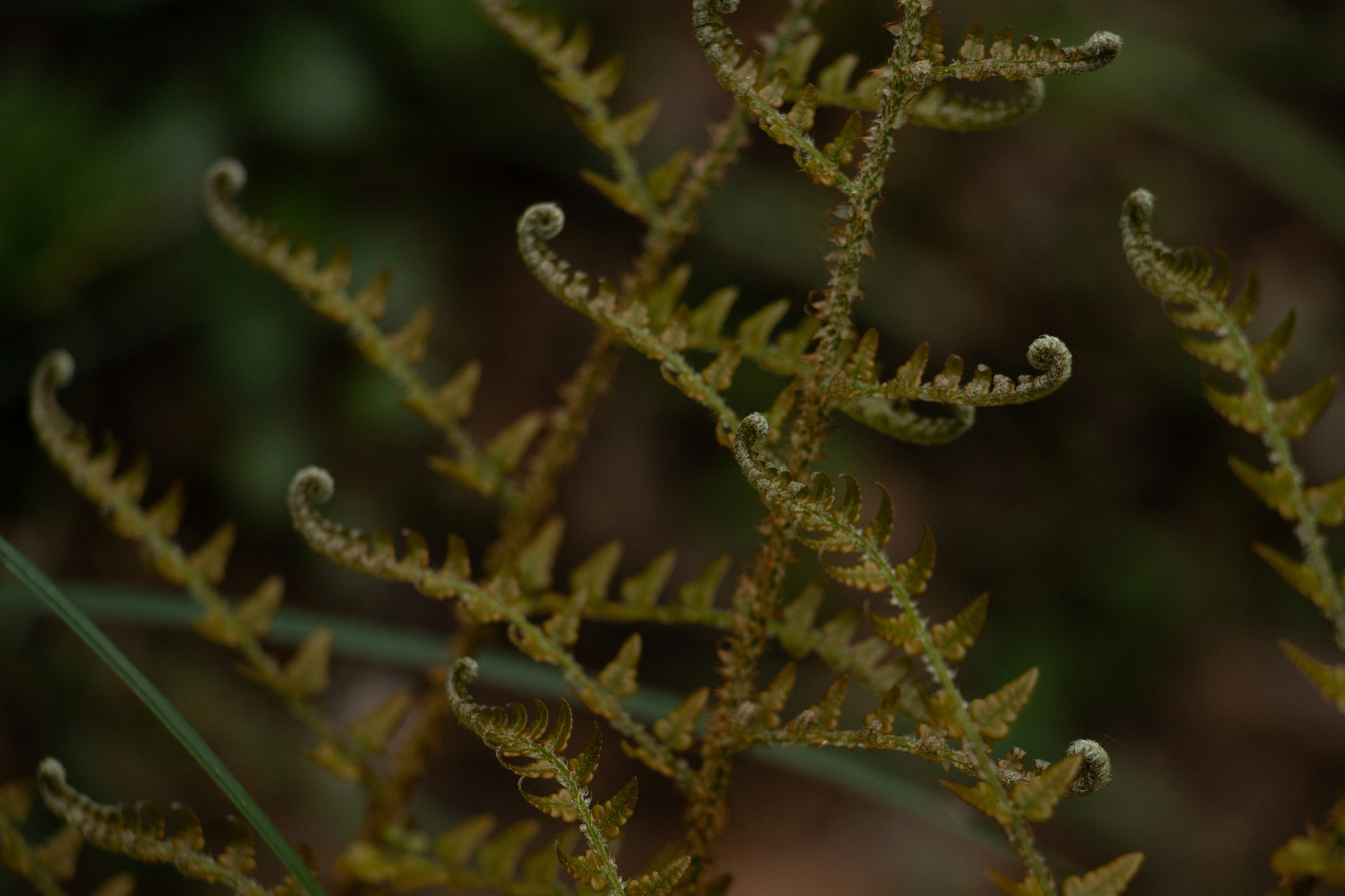 Delicate green fern fronds unfurling in nature