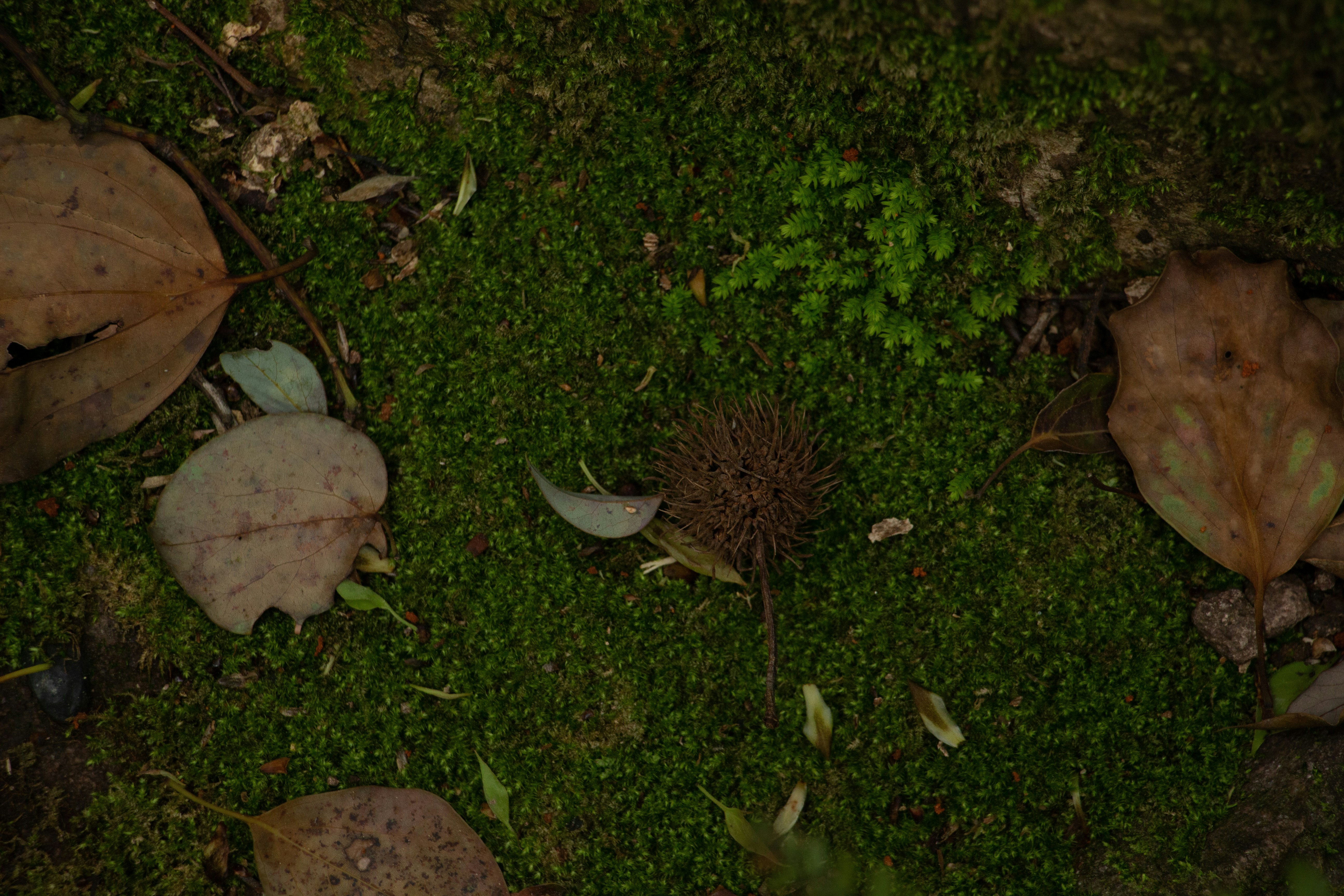 Green moss with fallen leaves and a spiky seed pod