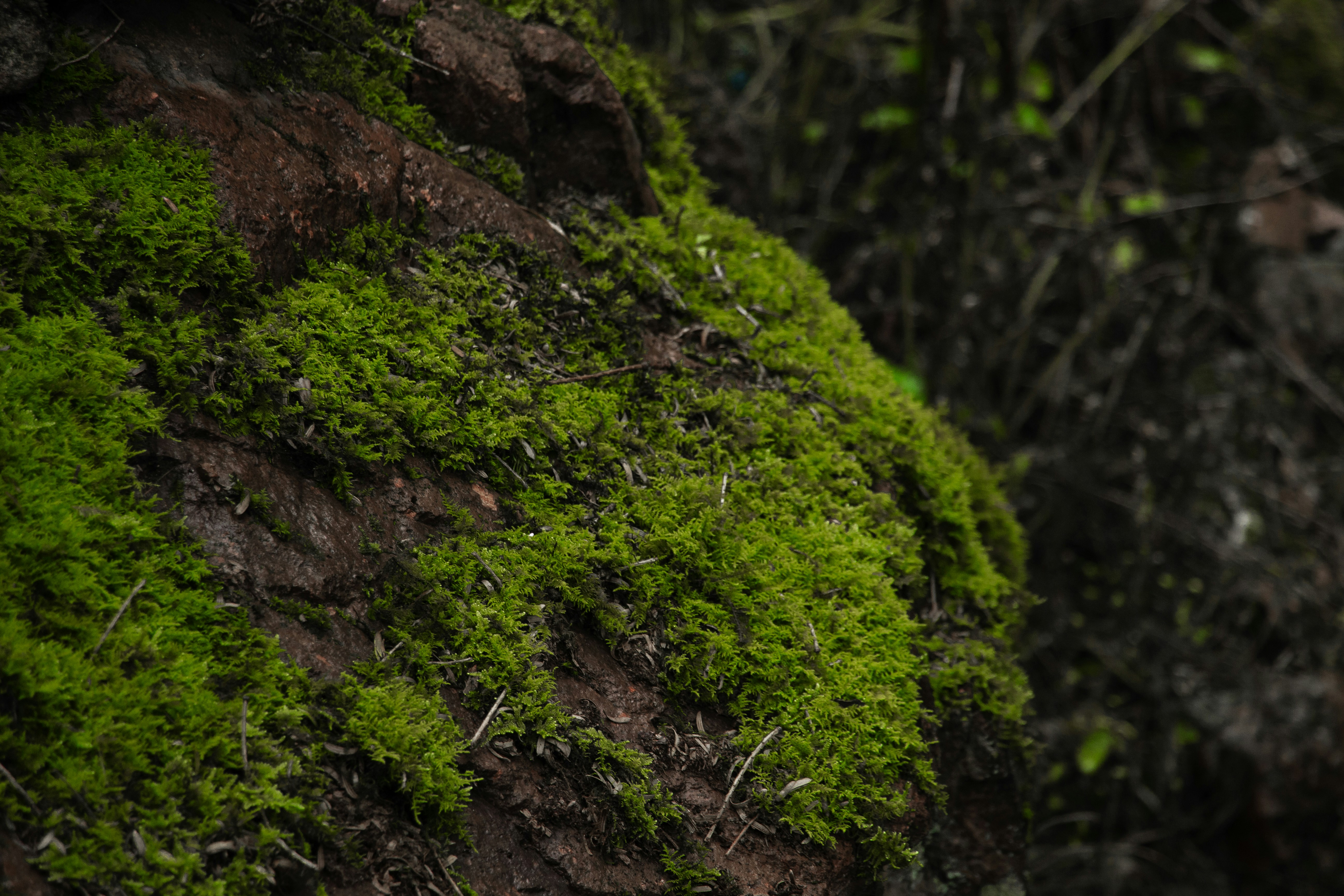 Green moss covers the rough bark of a tree trunk