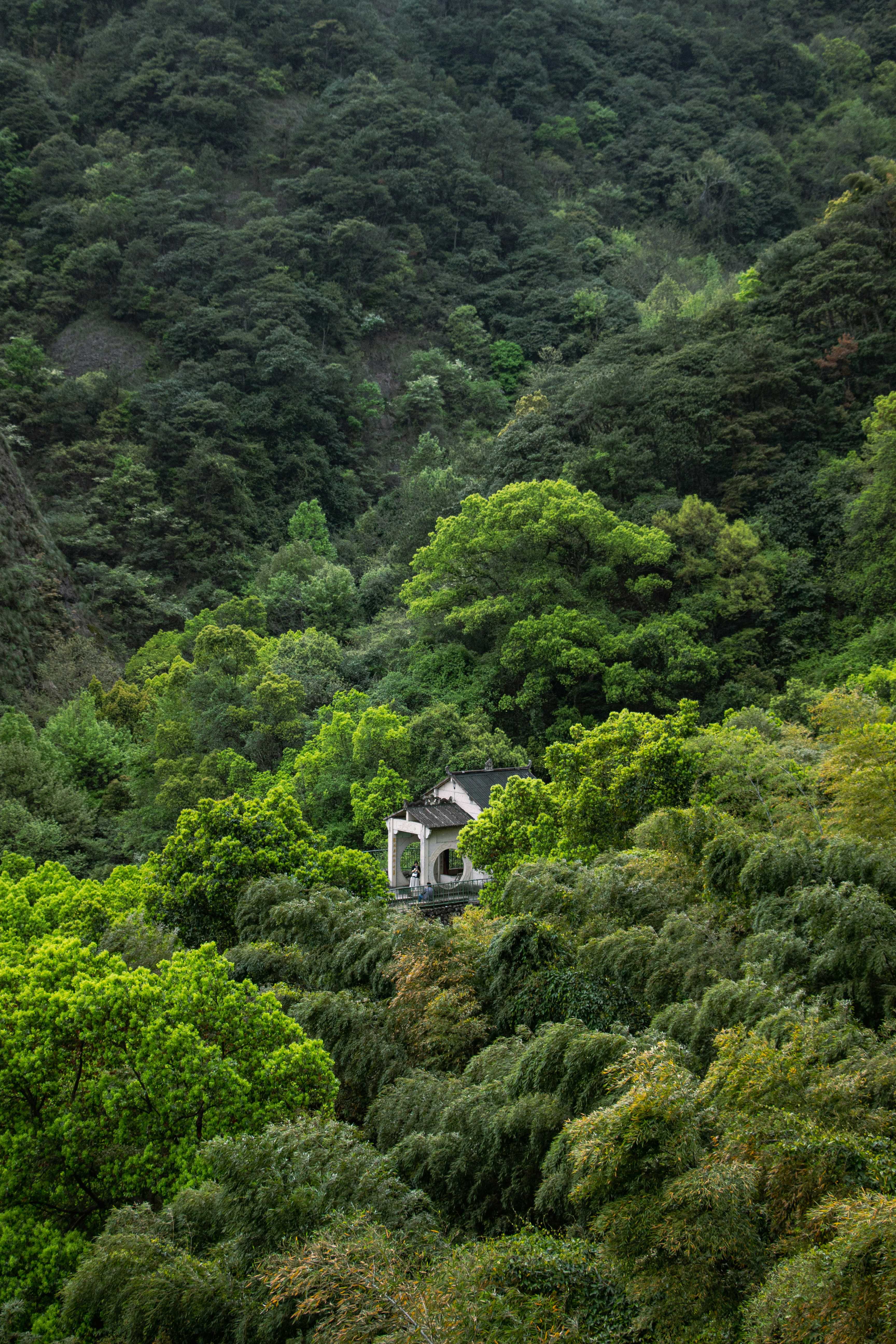 A traditional building nestled in a lush green forest