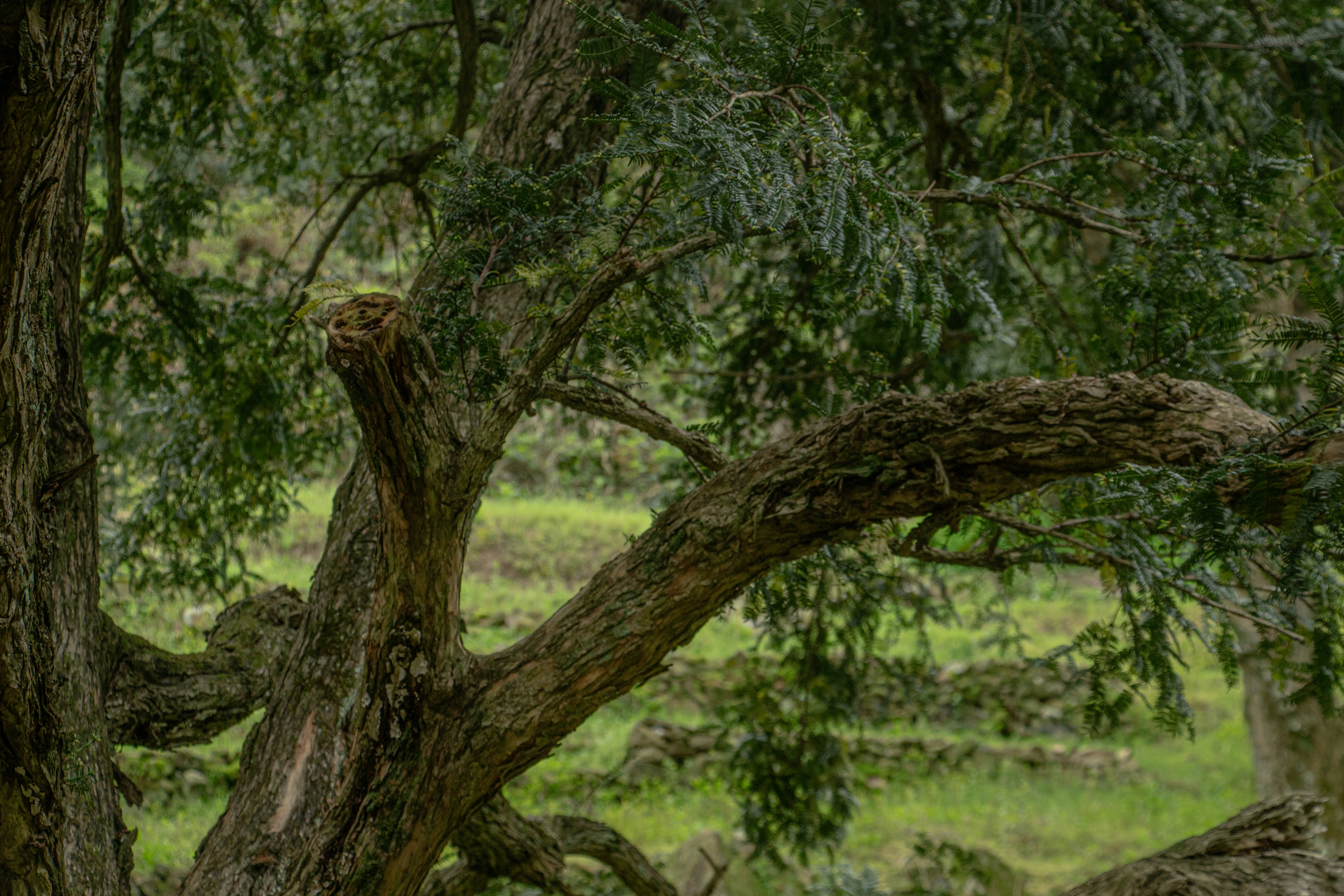 Gnarly tree trunk and branches with green foliage