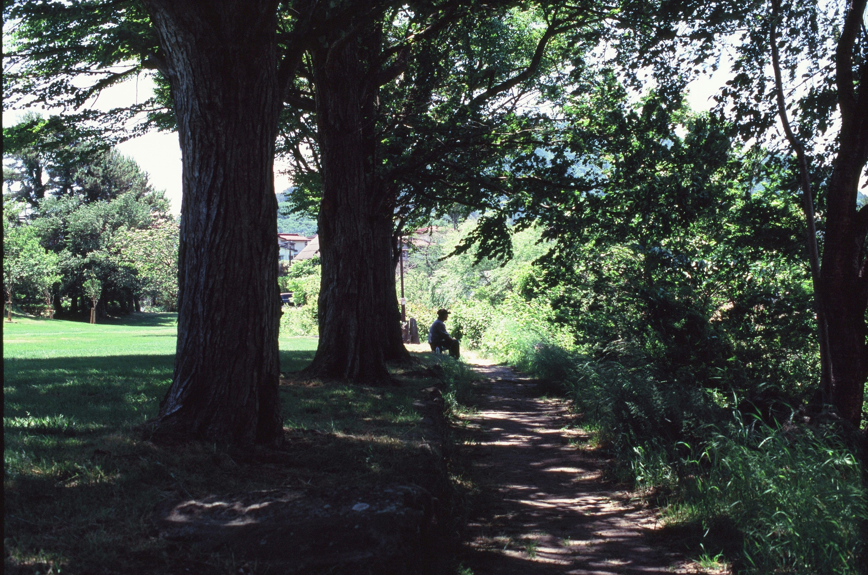 A person walks along a shaded path flanked by trees