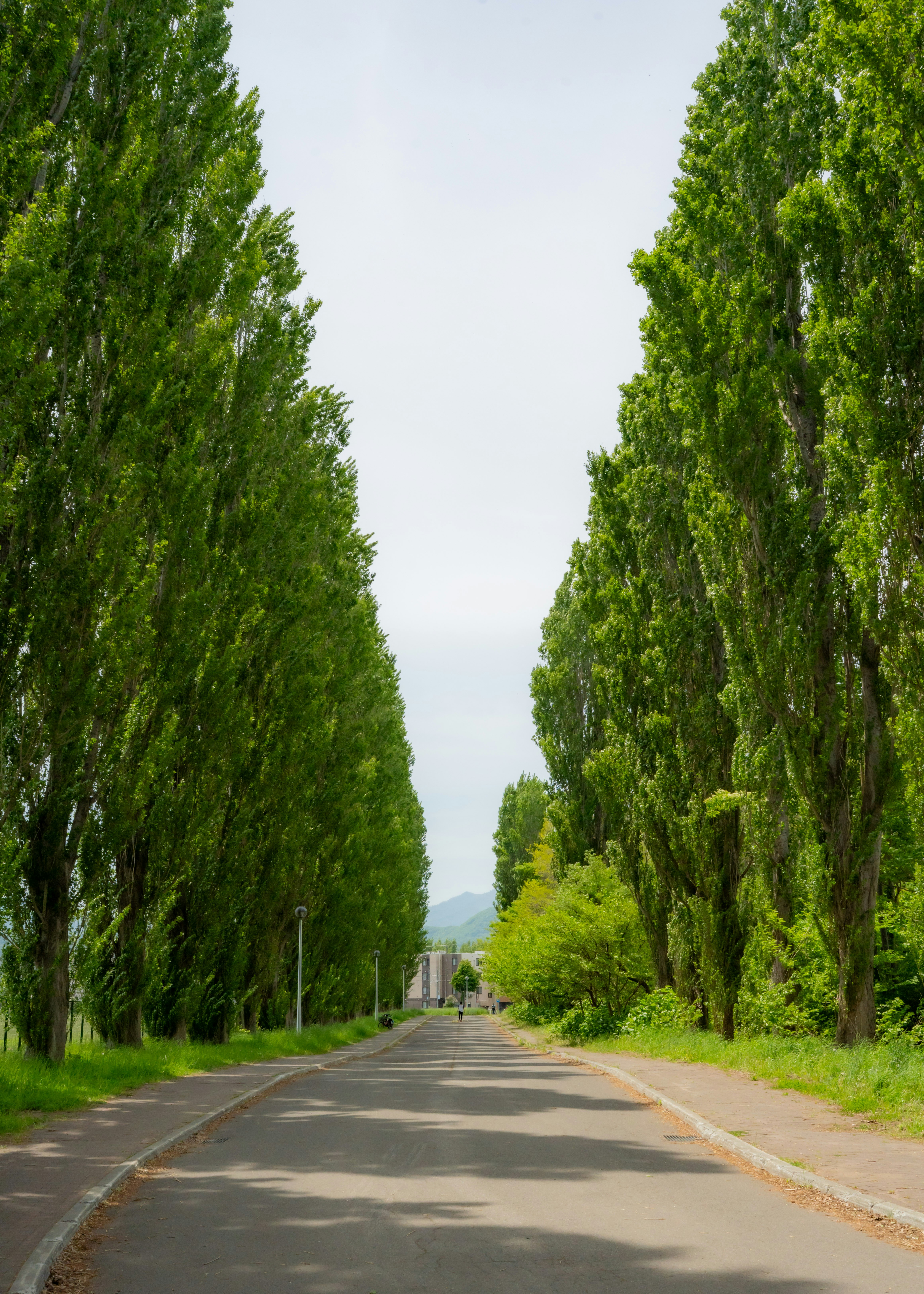 De grands arbres verts bordent un chemin sous un ciel lumineux