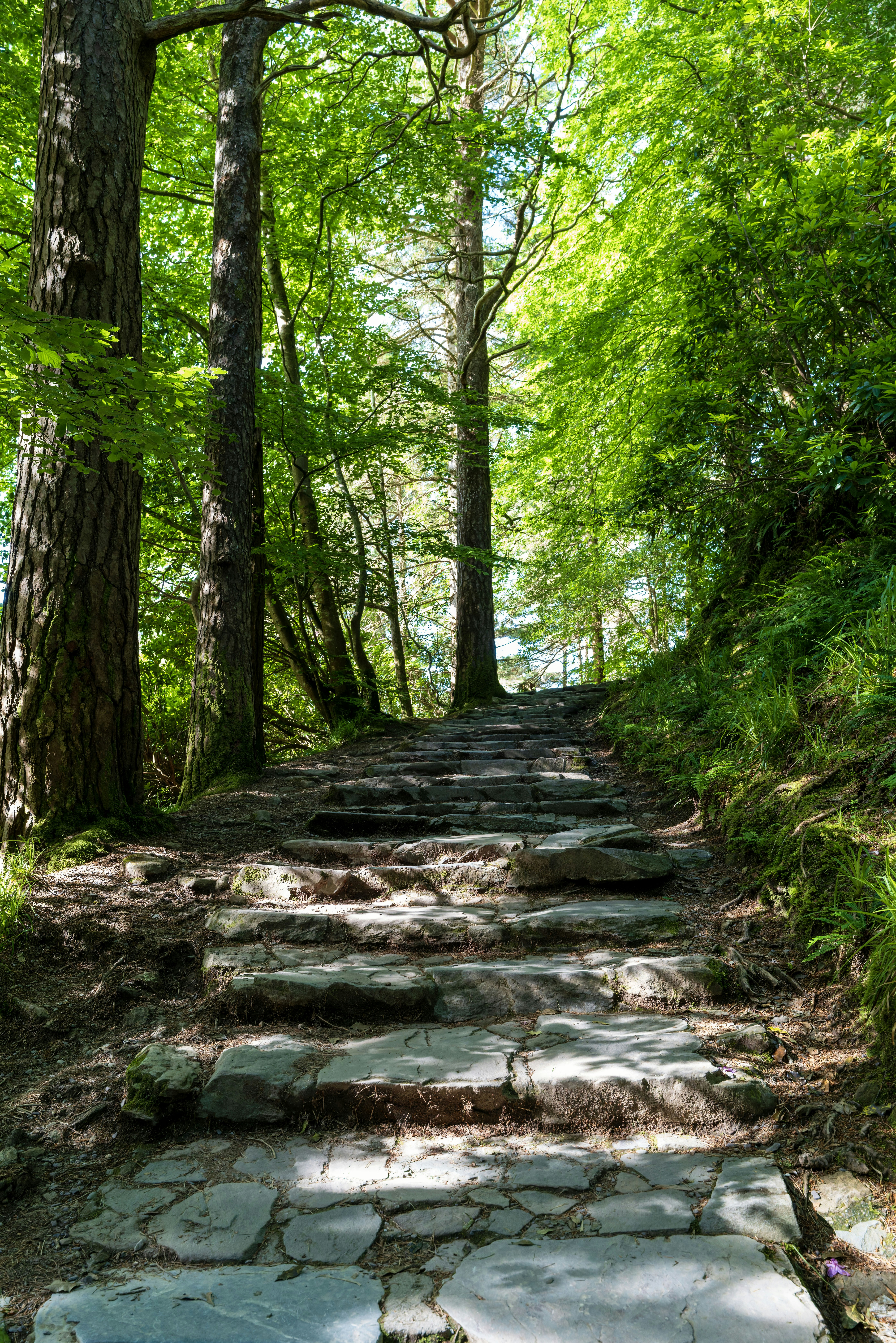 Stone steps winding uphill through a lush green forest