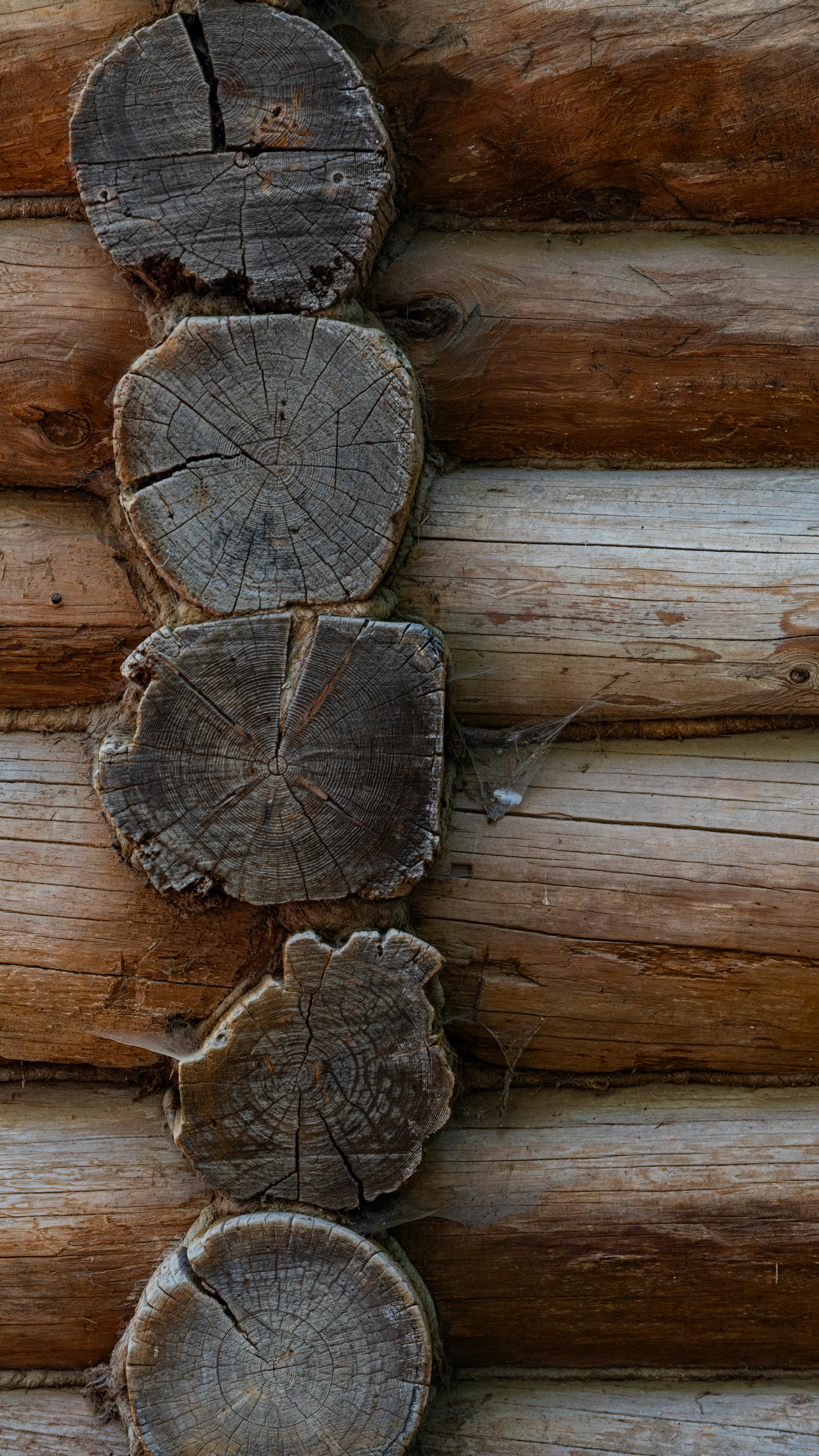 Parete di capanna di tronchi consumata dal tempo con venature e crepe del legno.