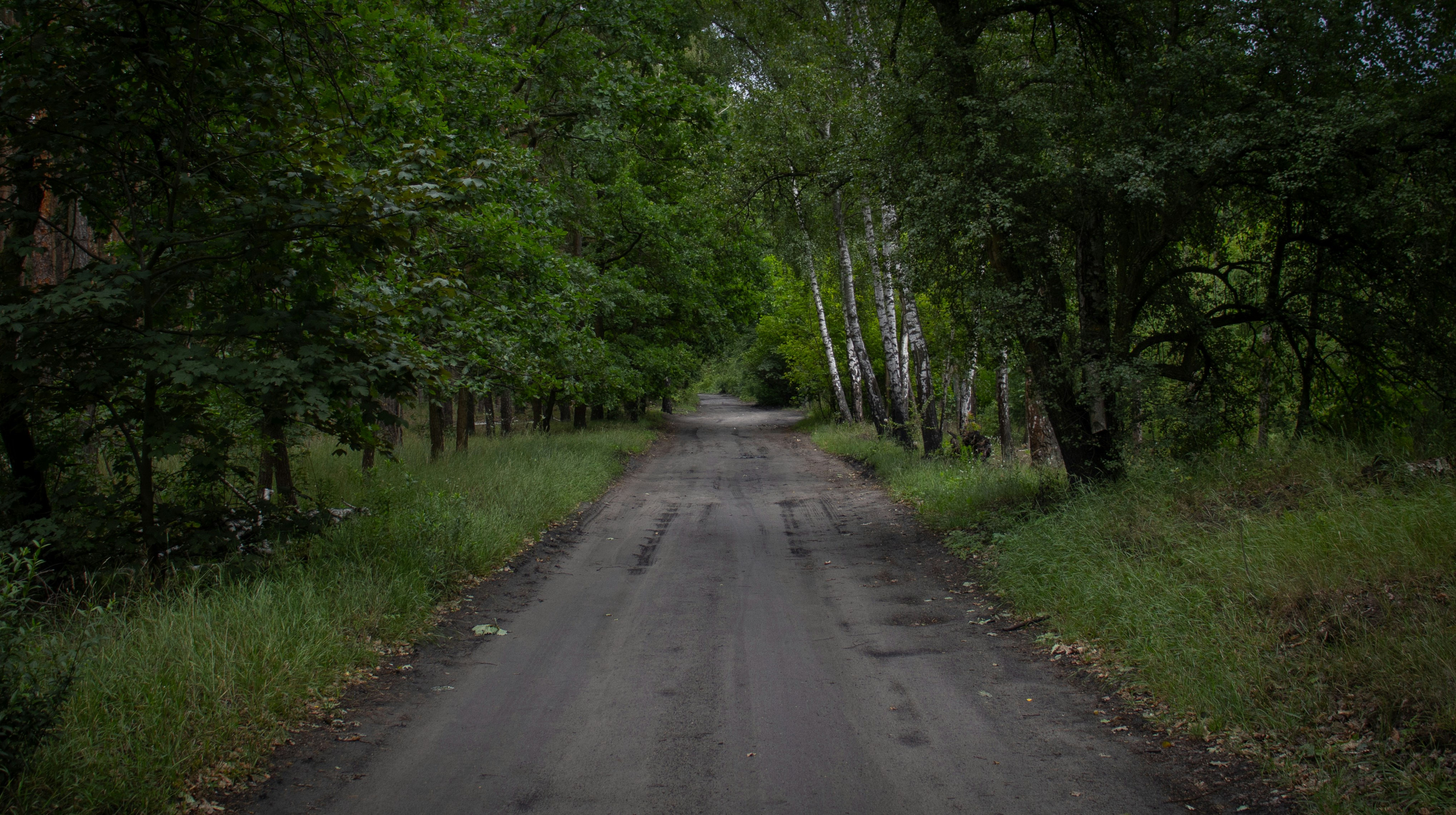 Un camino de tierra serpentea por un denso bosque verde.