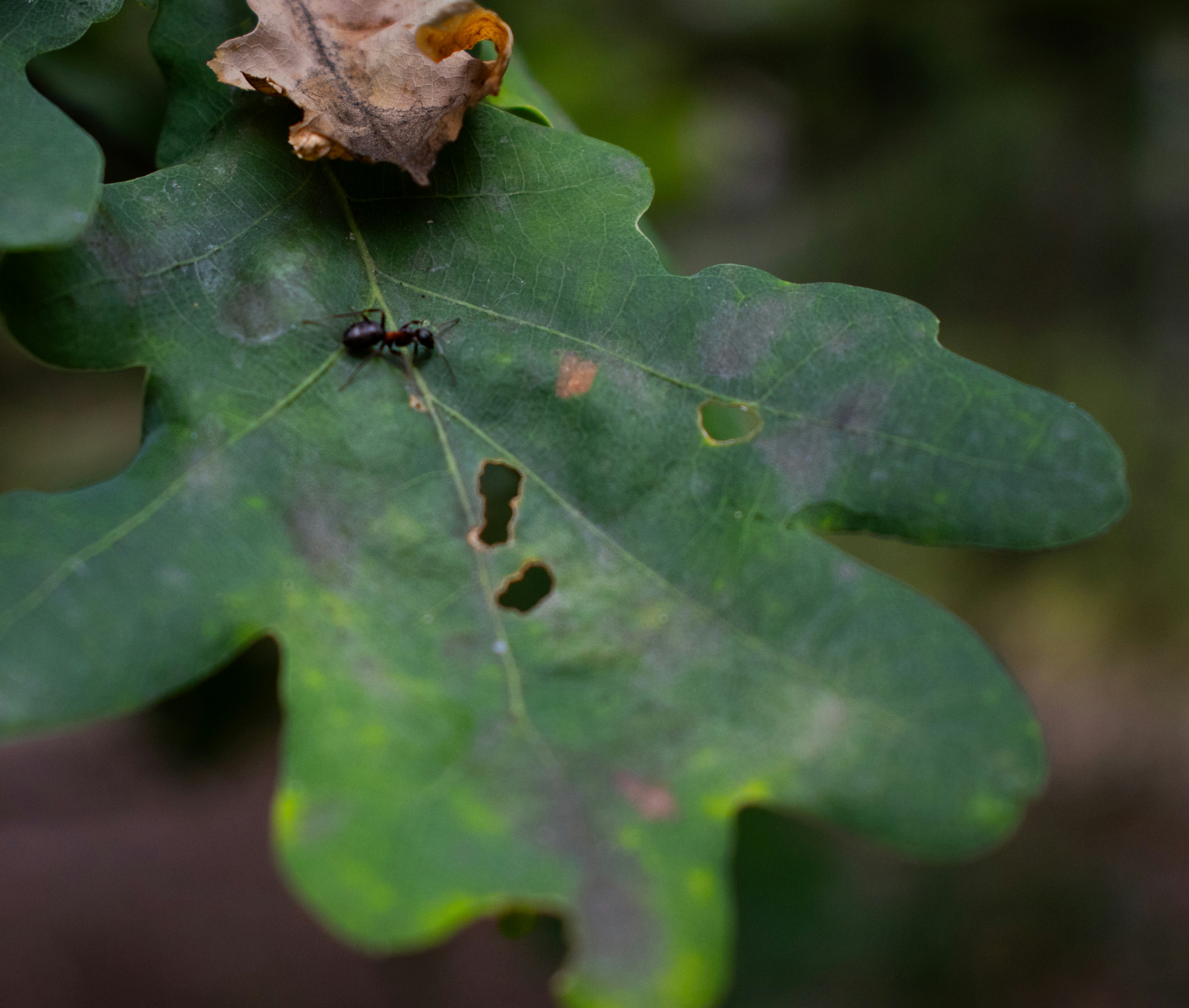 Una pequeña hormiga negra se arrastra por una hoja de roble verde.