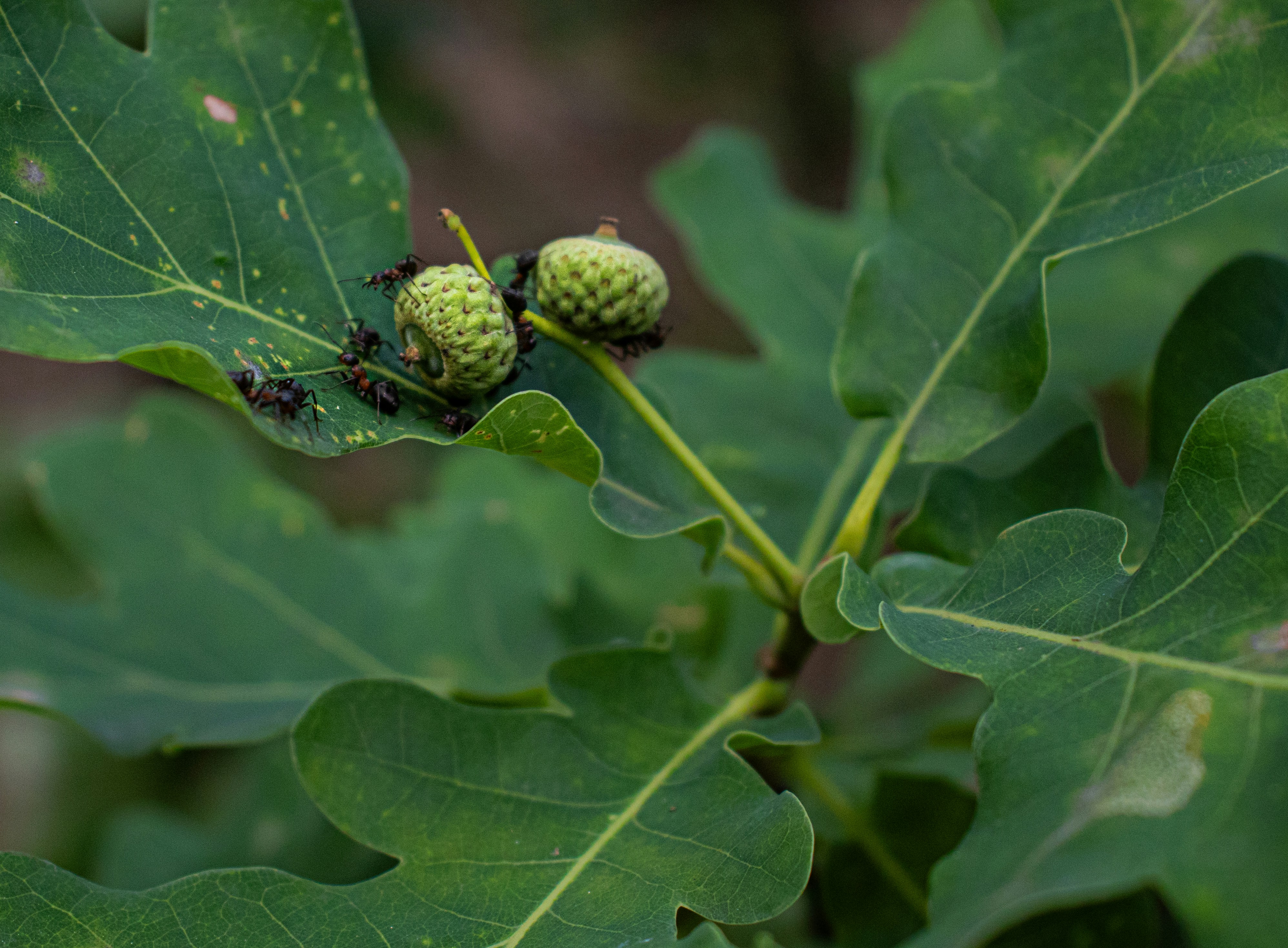Las hormigas se arrastran sobre bellotas verdes y hojas de roble.
