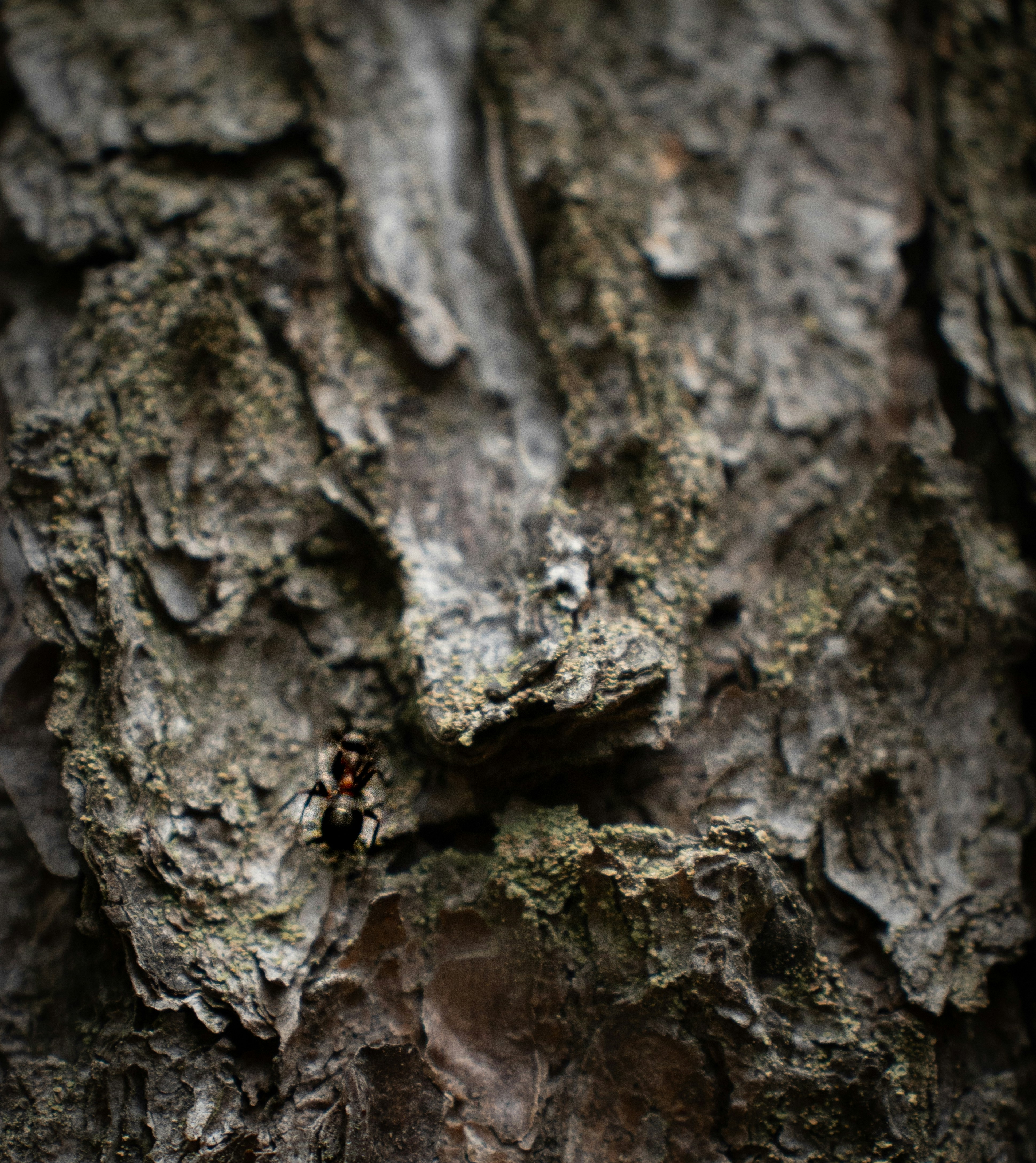 Textura rugosa de corteza de árbol con un insecto pequeño.