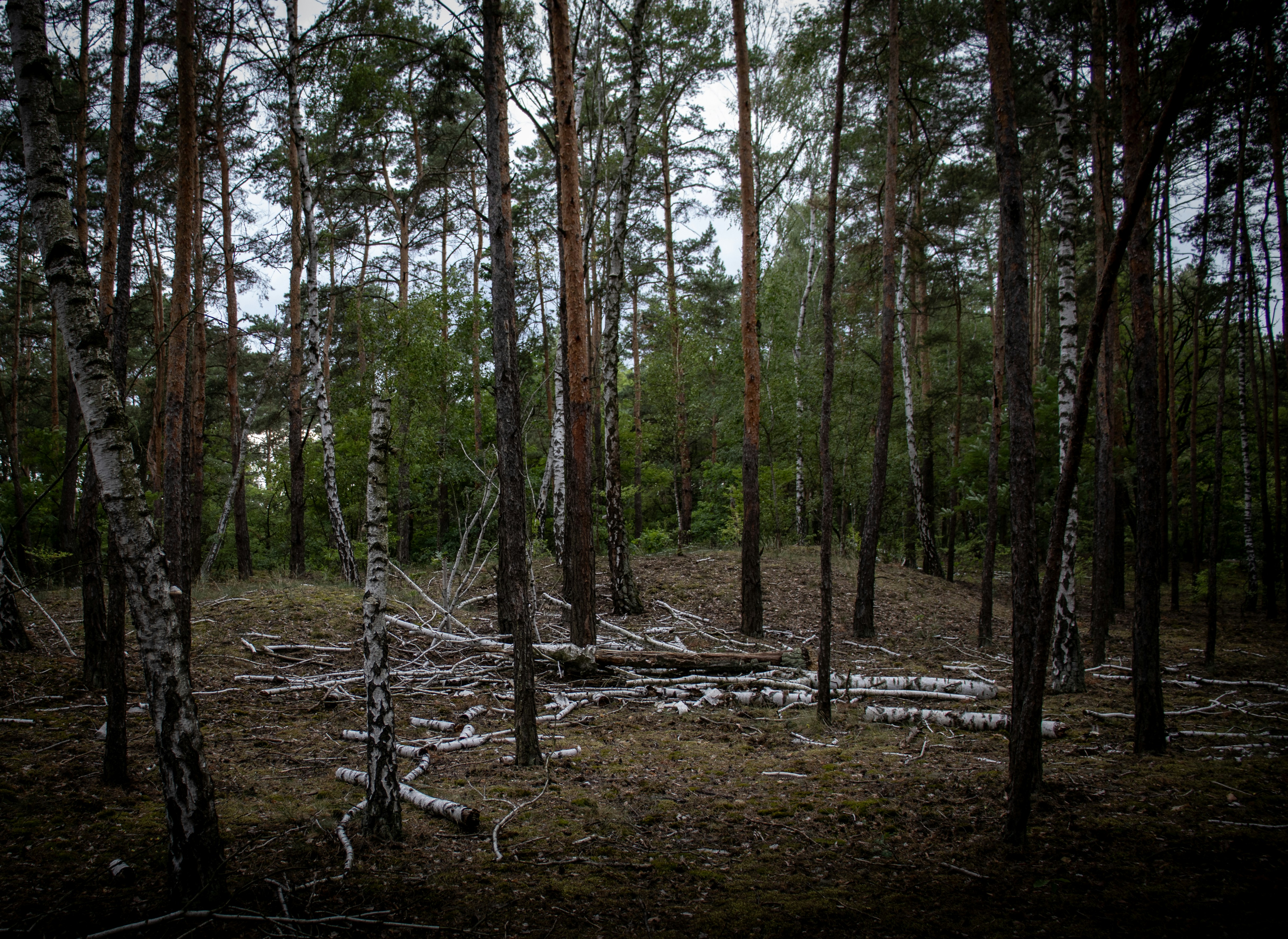Bosque oscuro con árboles altos y ramas caídas.