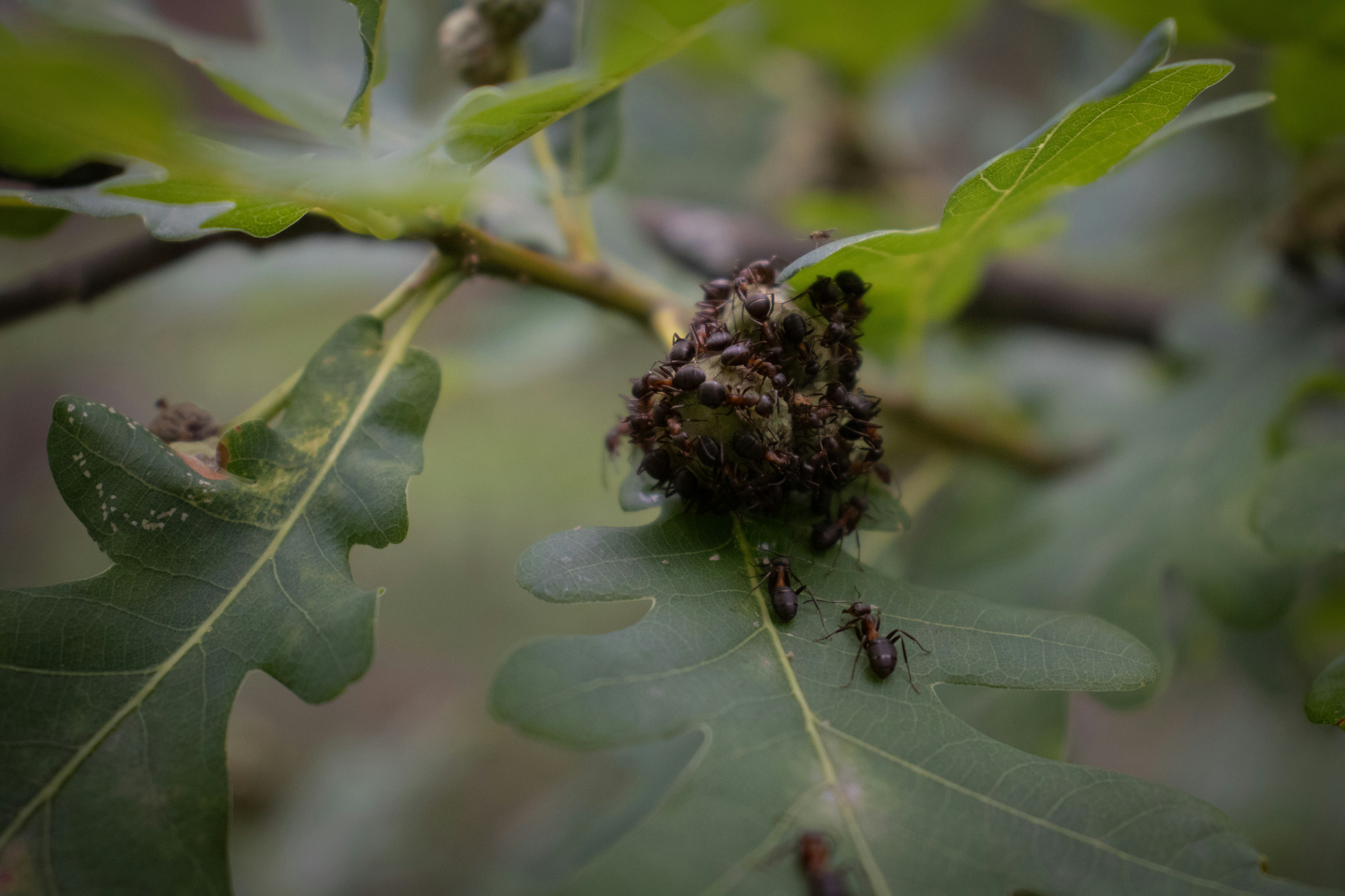 Hormigas en una rama de roble con una agalla.