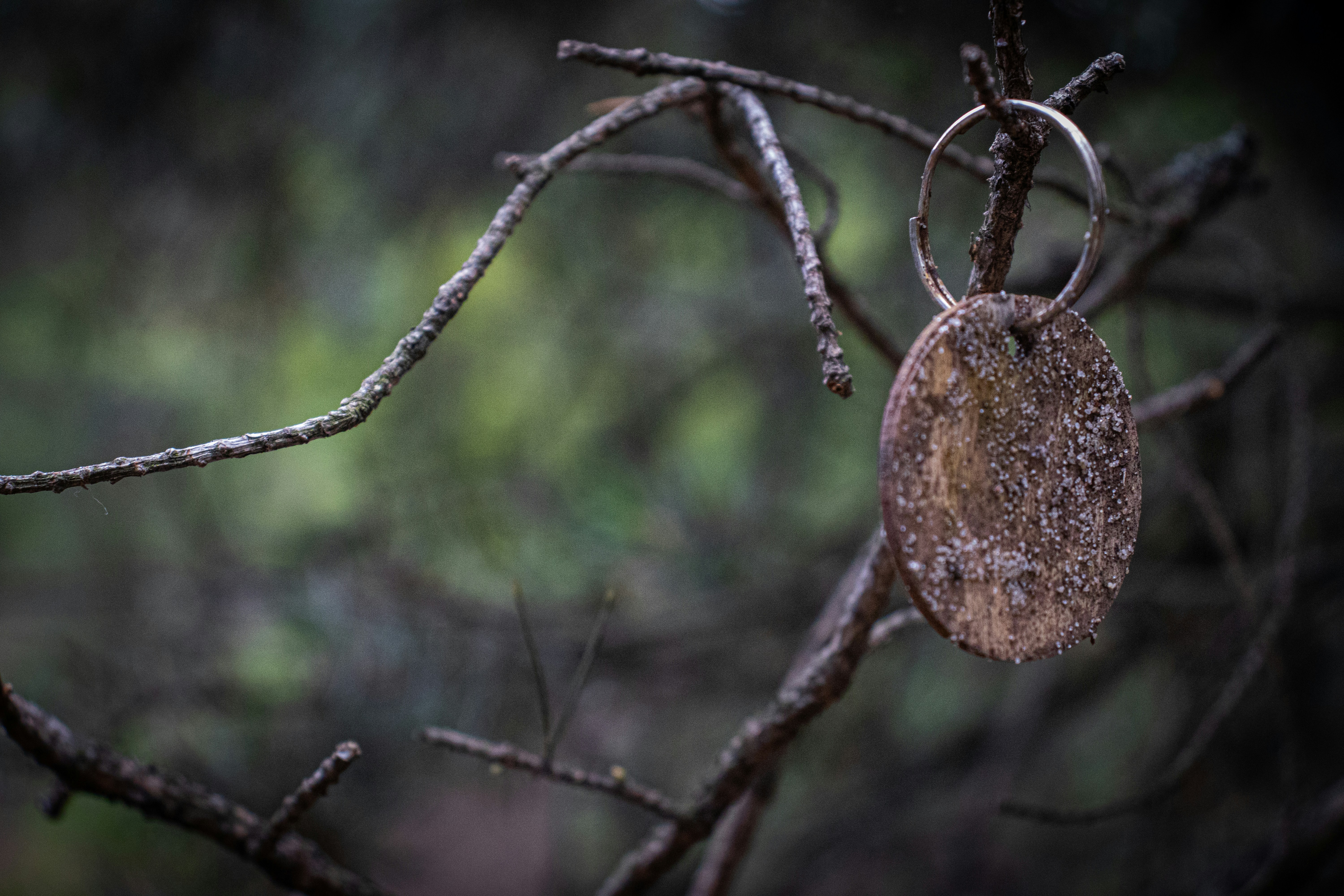 Una etiqueta metálica oxidada cuelga de una rama desnuda de árbol.