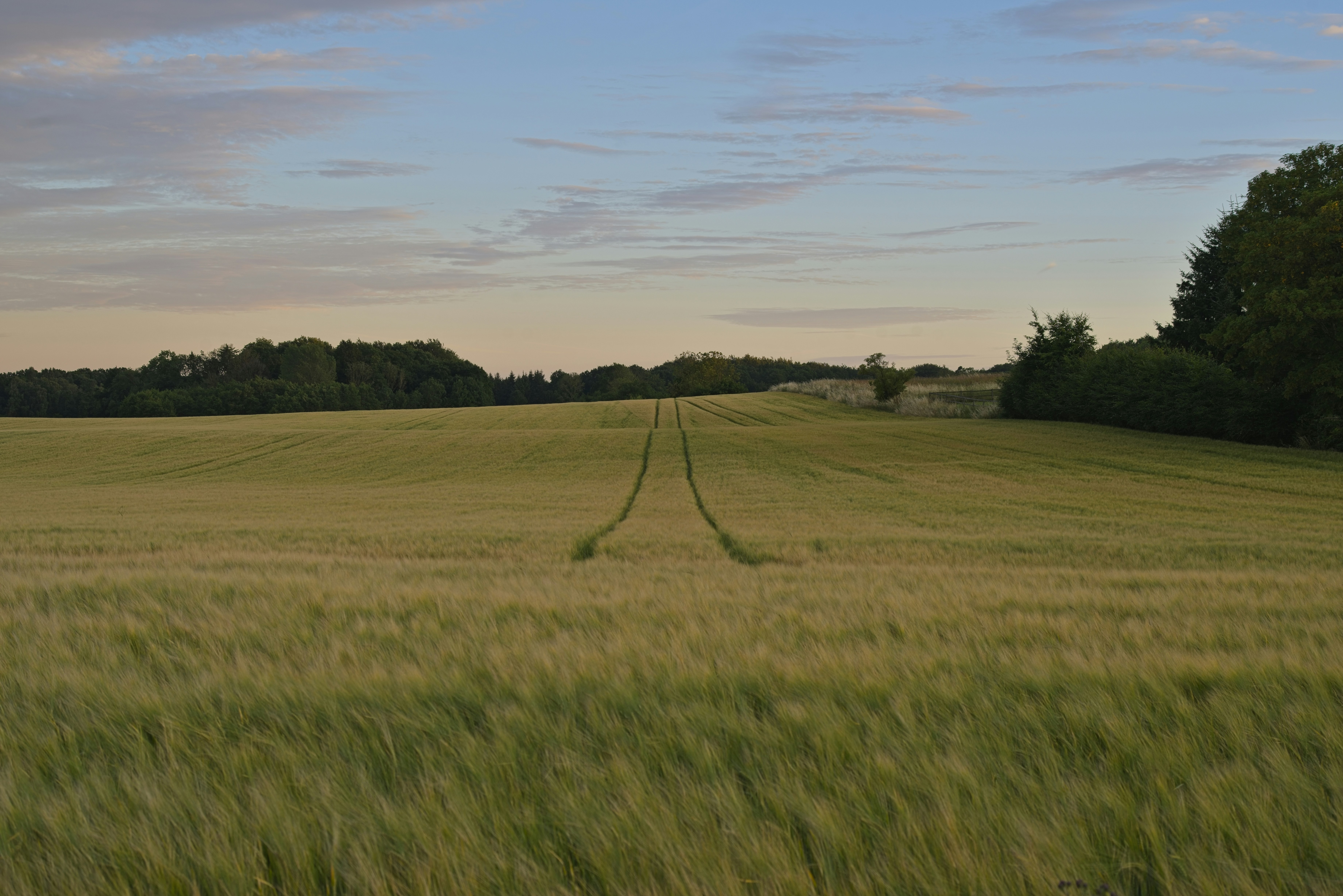 Green field with tractor tracks extending towards distant trees.