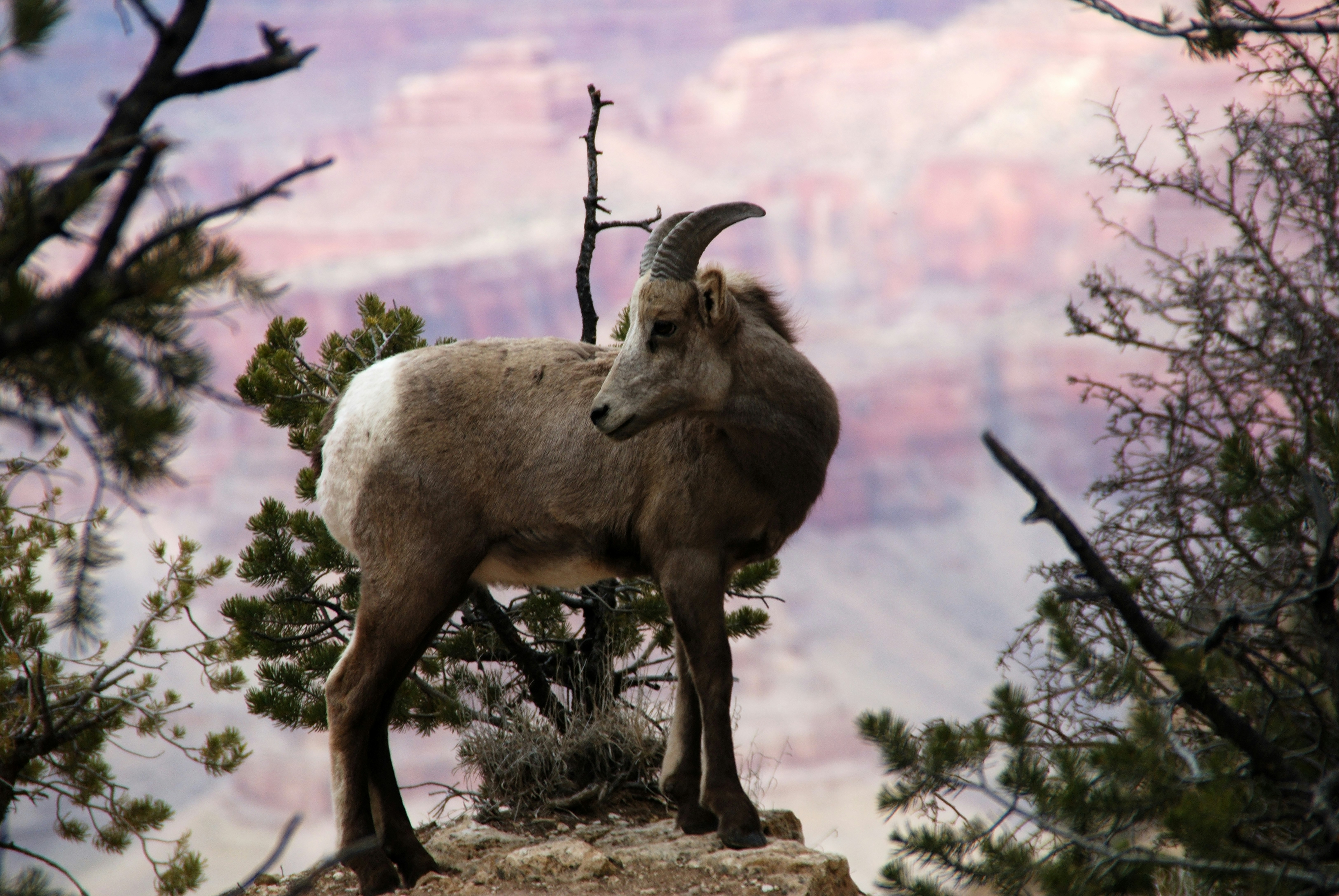 Bighorn sheep standing on a rock overlooking a colorful canyon