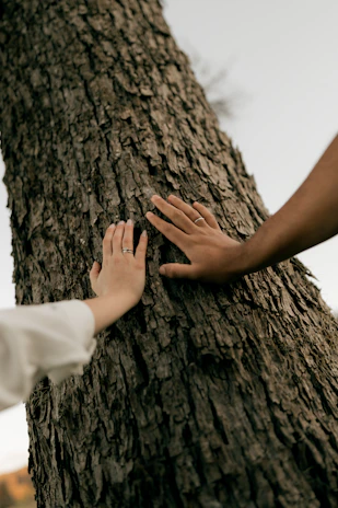 Hands with rings gently touching textured tree bark