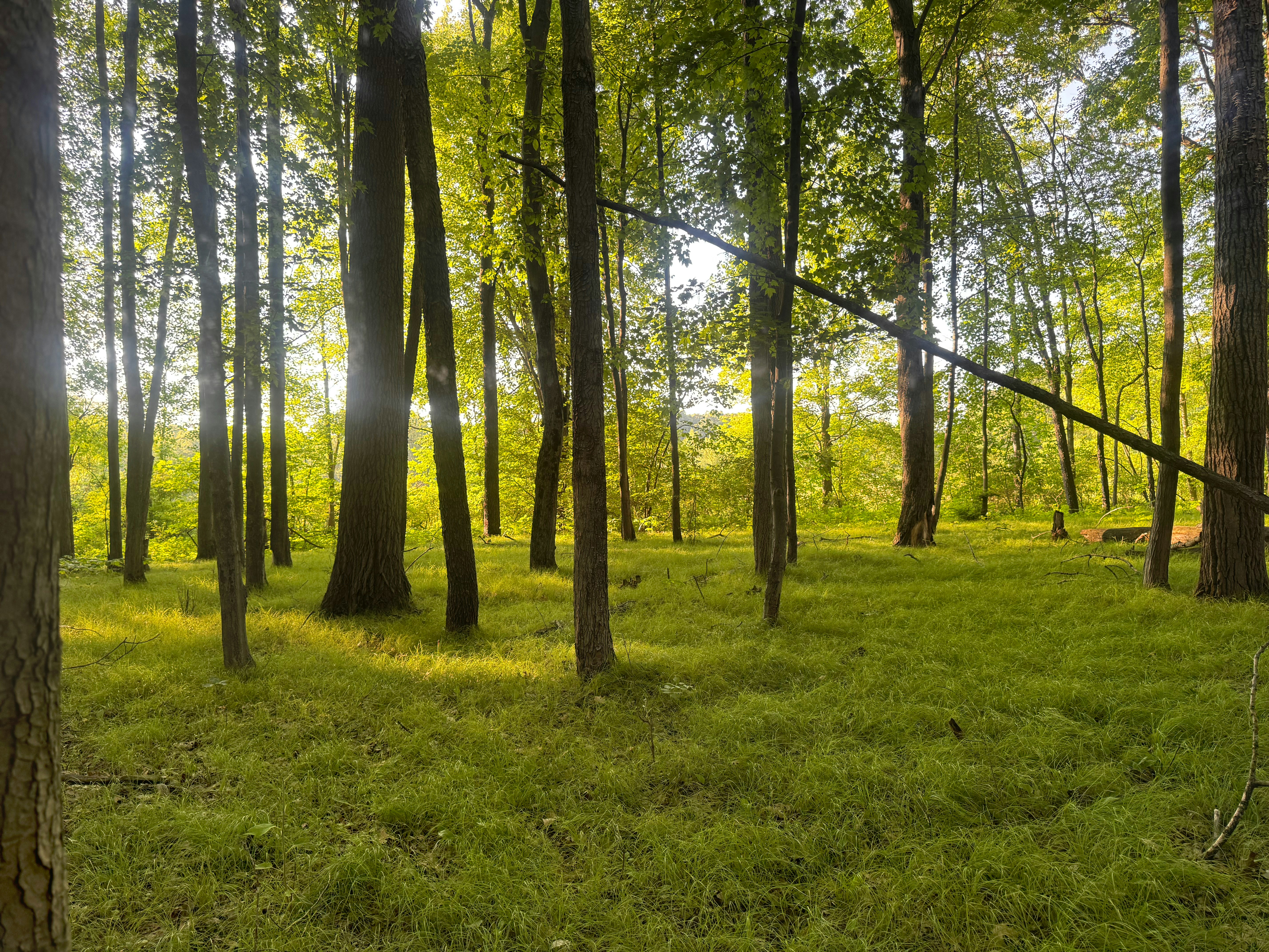 La lumière du soleil filtre à travers de grands arbres dans une forêt verdoyante et luxuriante.