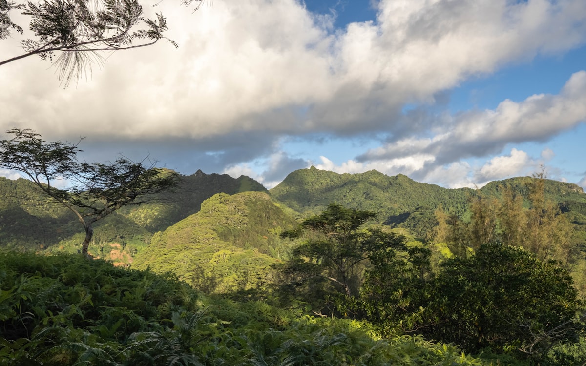 Jagged rainforest-covered volcanic peaks under a sky of broken cloud, with ferns and a casuarina tree in the foreground