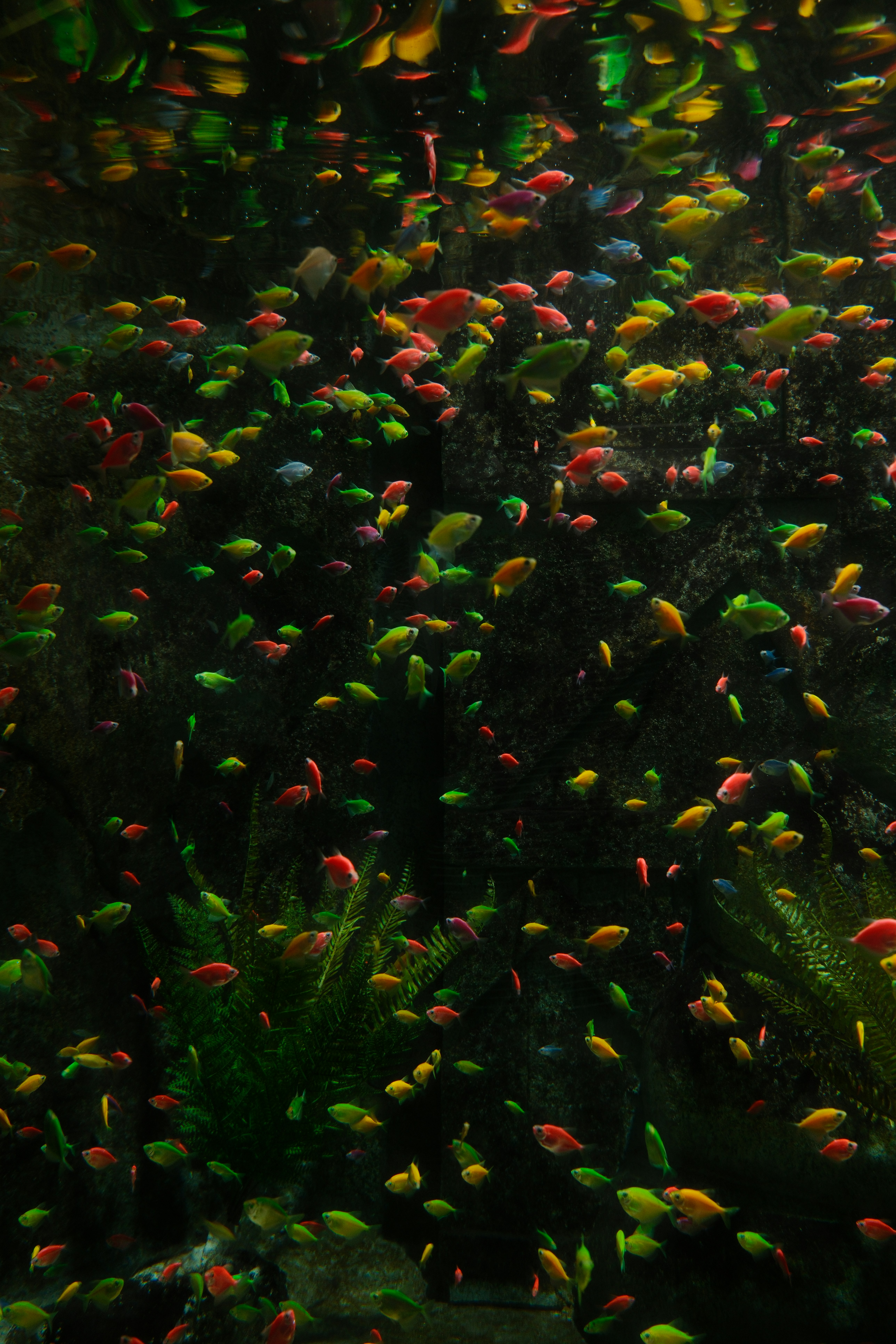 鮮やかな魚たちが緑の植物が生えた暗い水槽に群れをなしています。