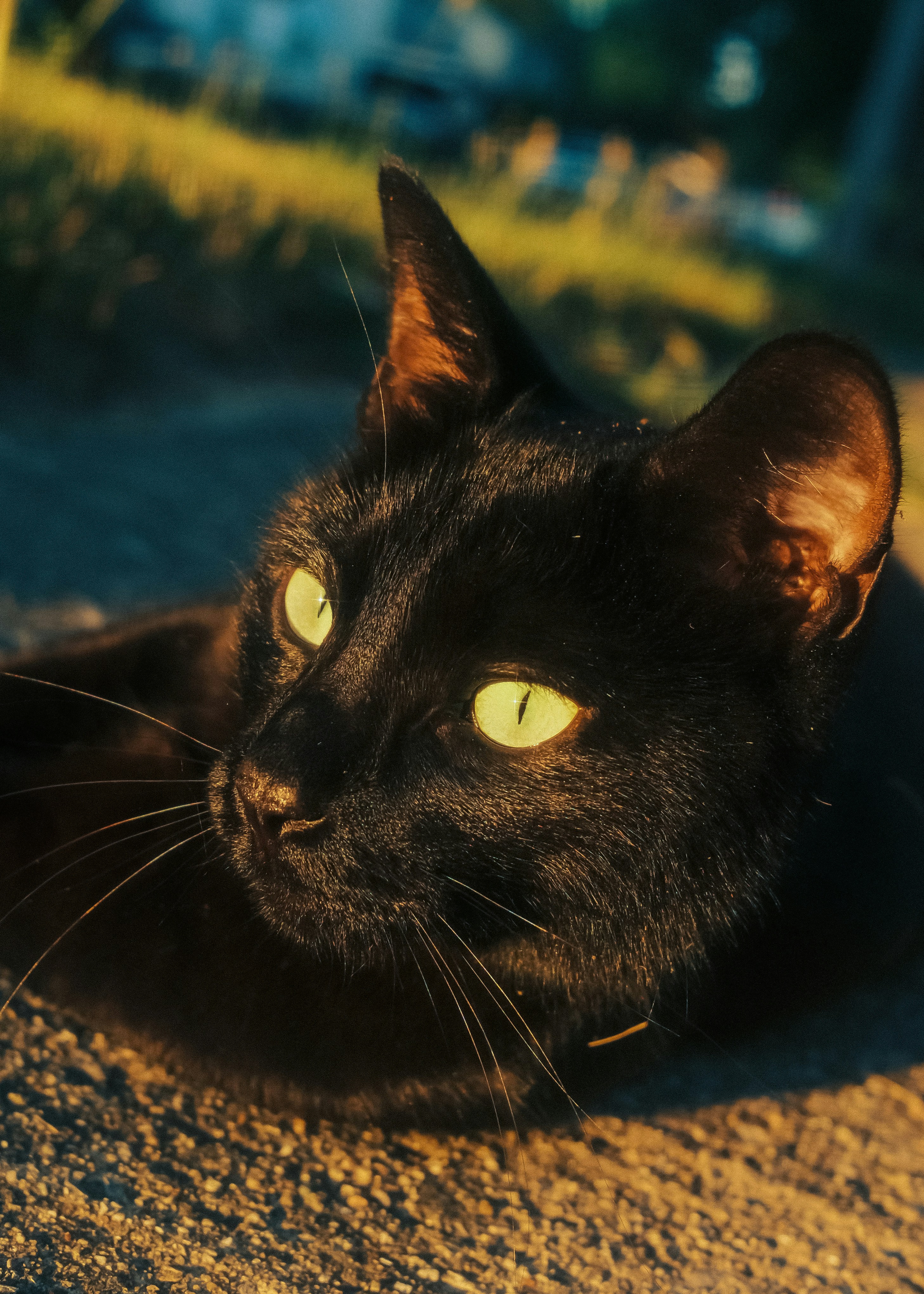 A black cat with glowing green eyes in warm sunlight.