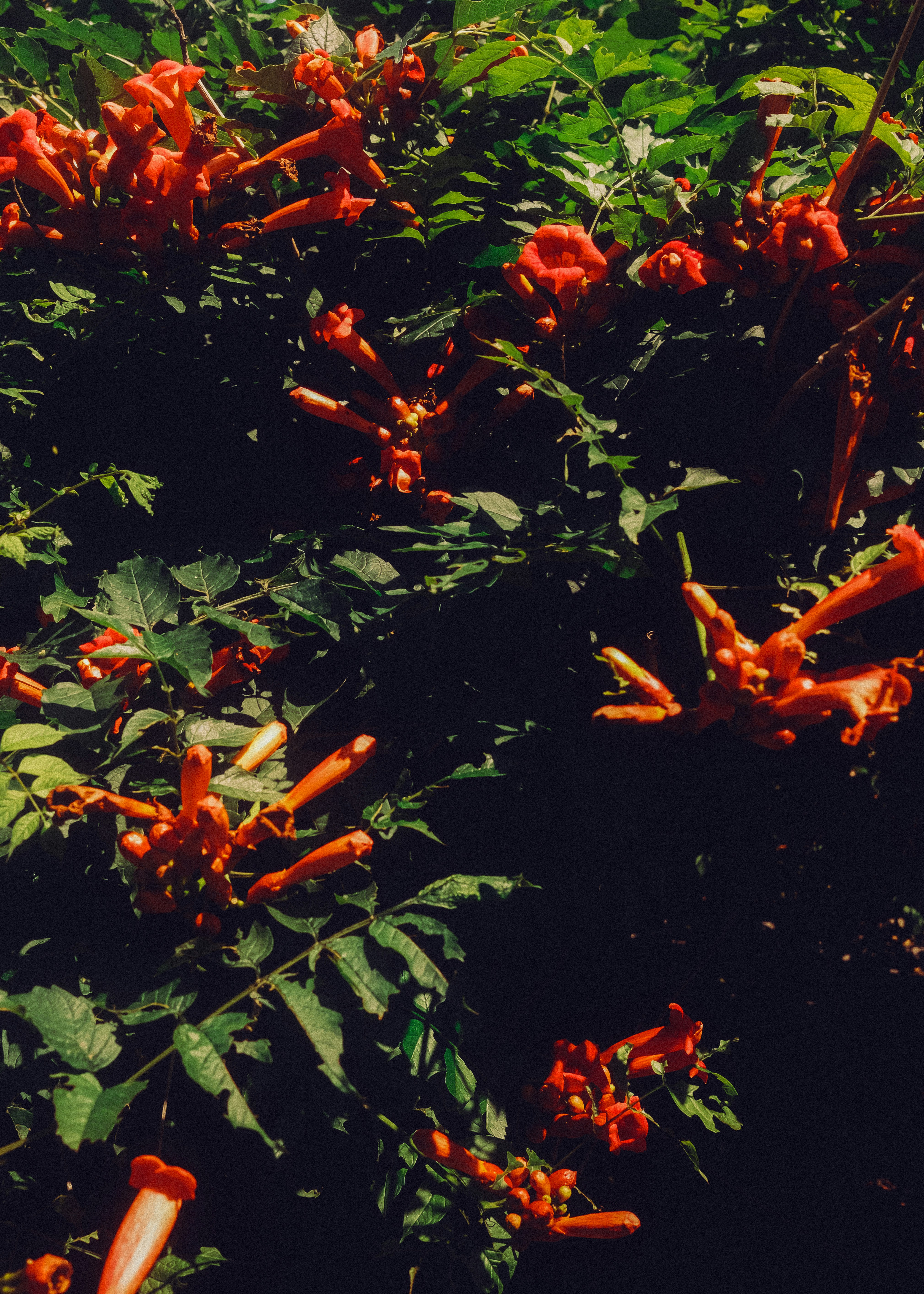 Orange trumpet flowers blooming on a green leafy bush.