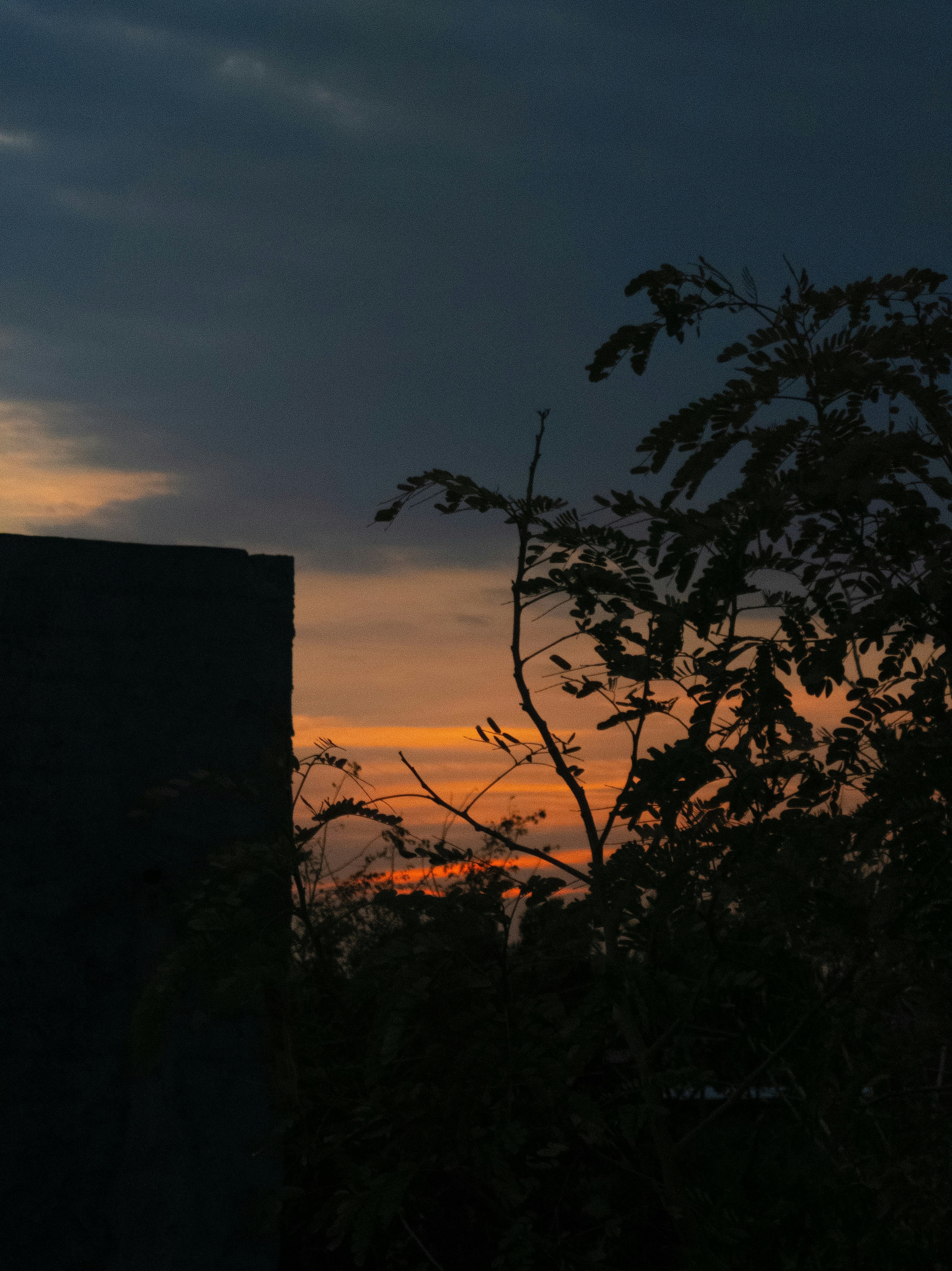 Dusk light silhouettes a rooftop edge and tangled foliage against a fading orange sky. A quiet urban-vegetation scene emphasizing contrast and depth.