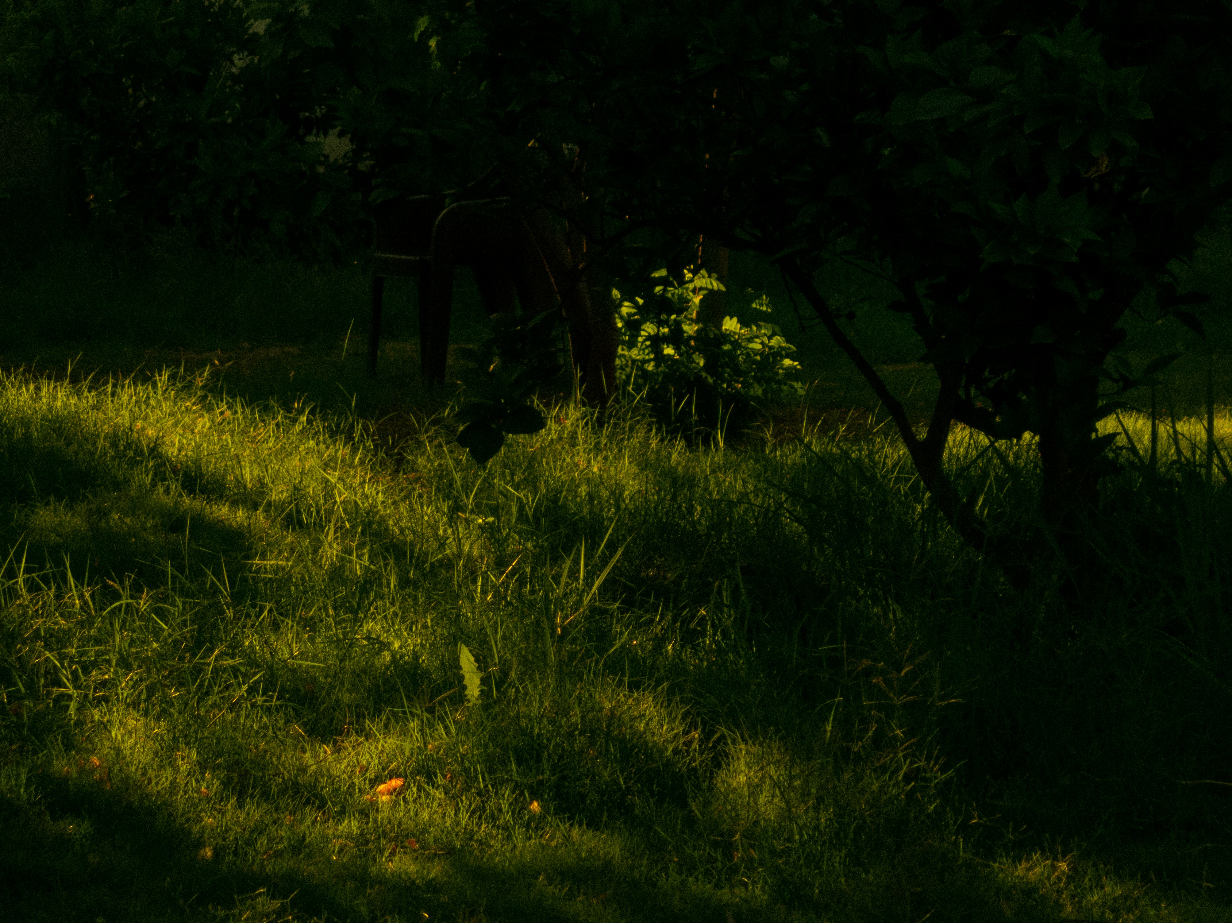 A peaceful garden with greenery in soft daylight