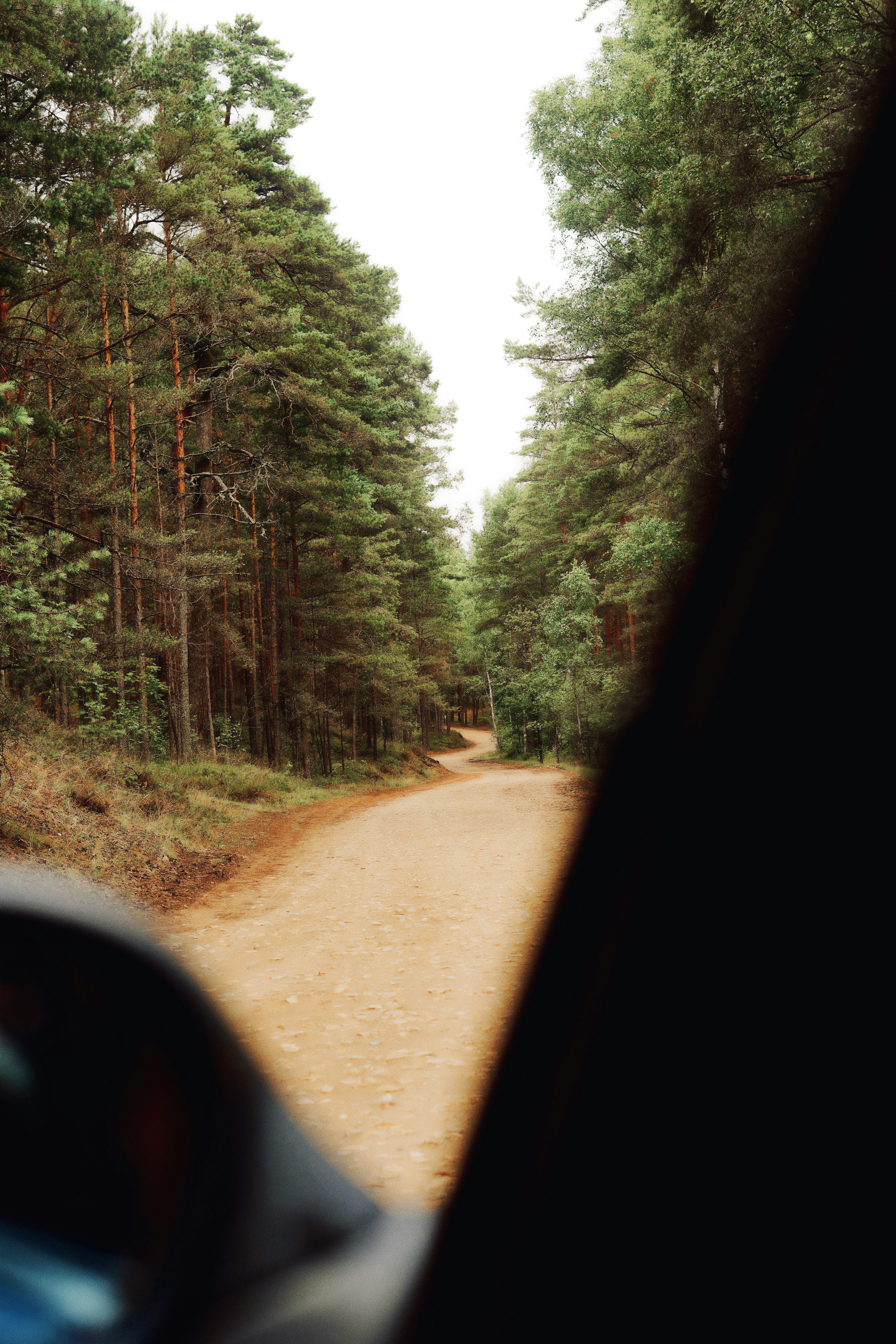 Dirt road winding through a dense pine forest