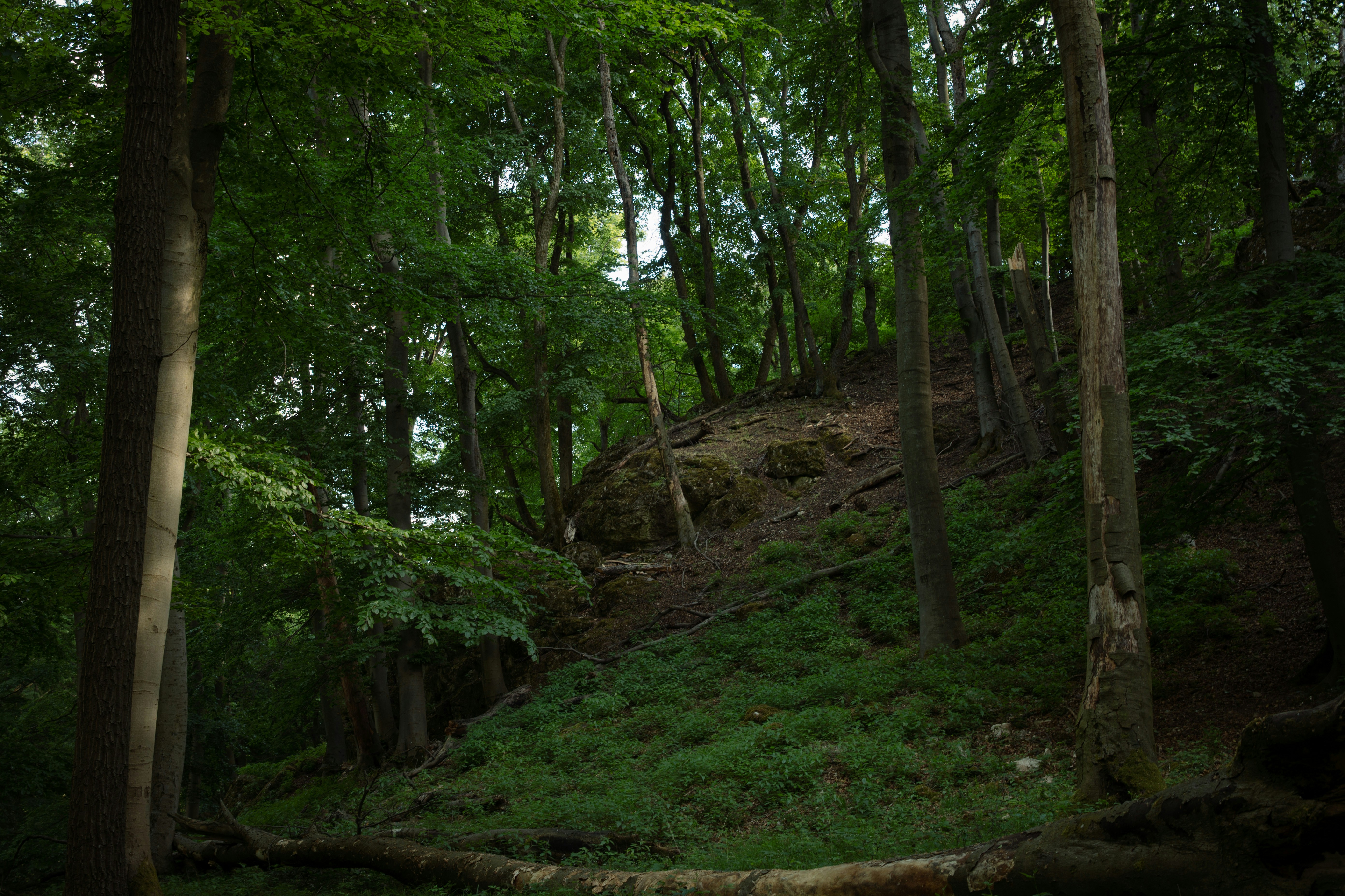 Fitta foresta verde con alberi alti e un sentiero in salita.