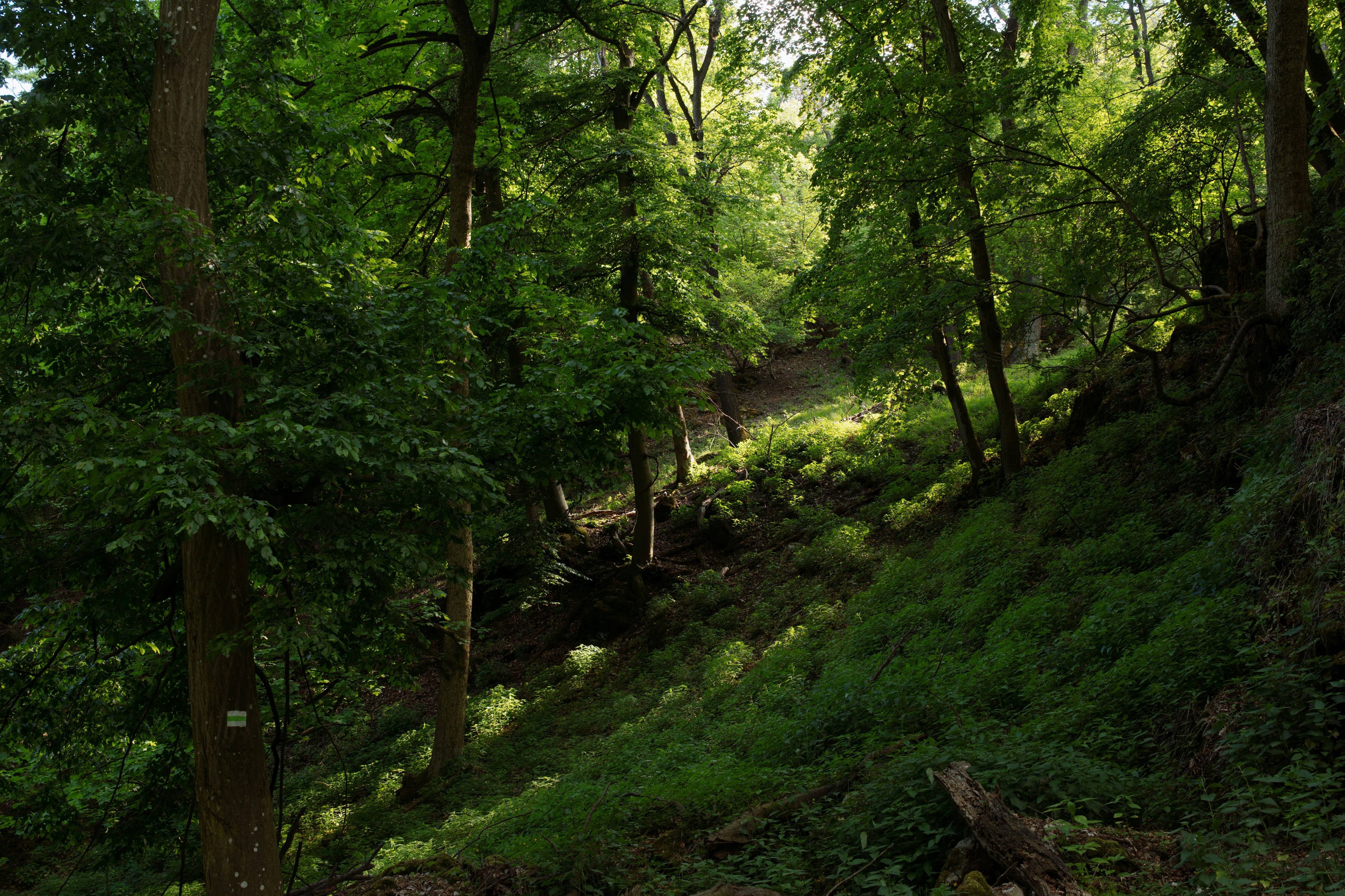 Foresta verde e rigogliosa con la luce del sole che screzia un sentiero in pendenza.
