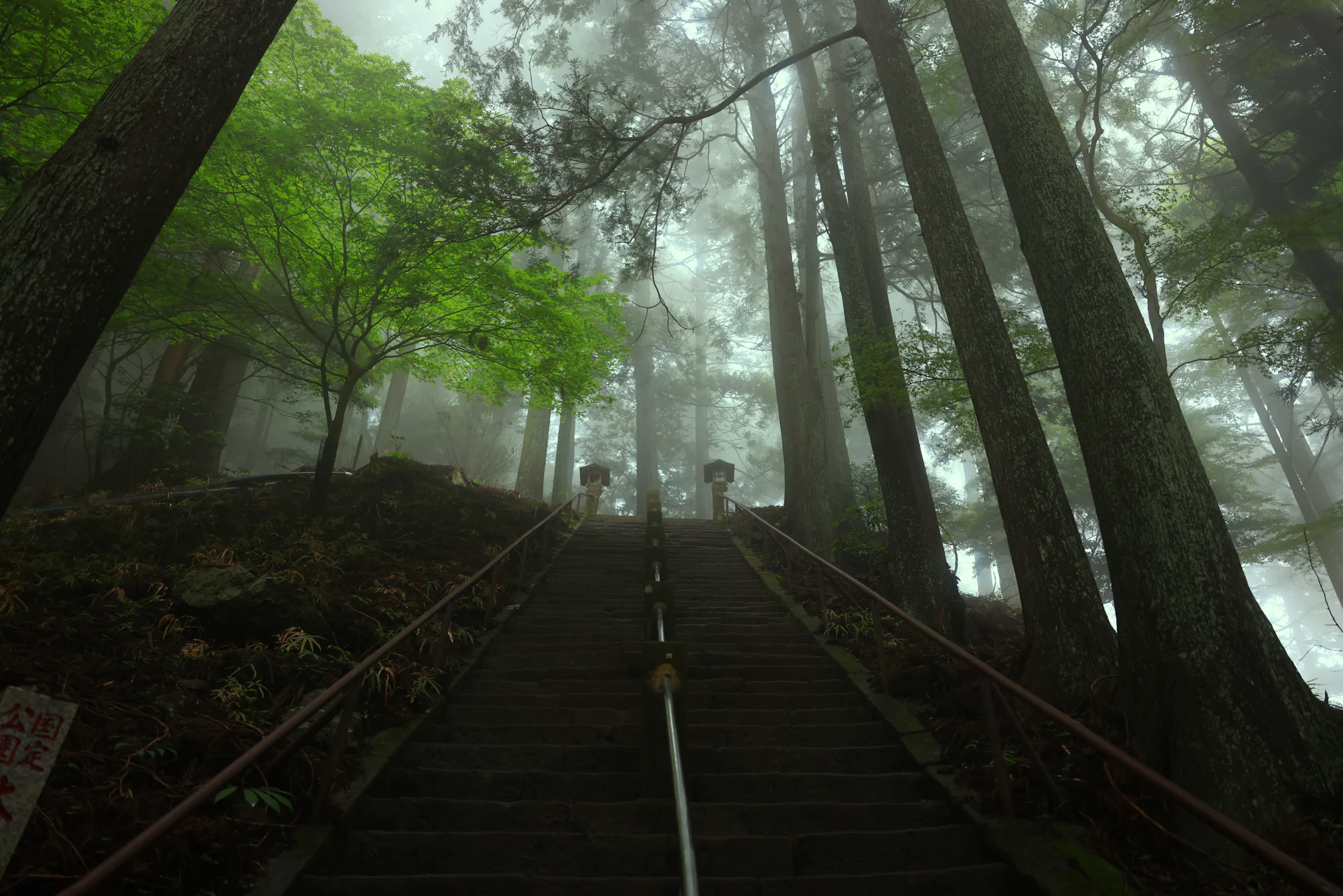 Stone stairs climbing through tall cedars in morning fog