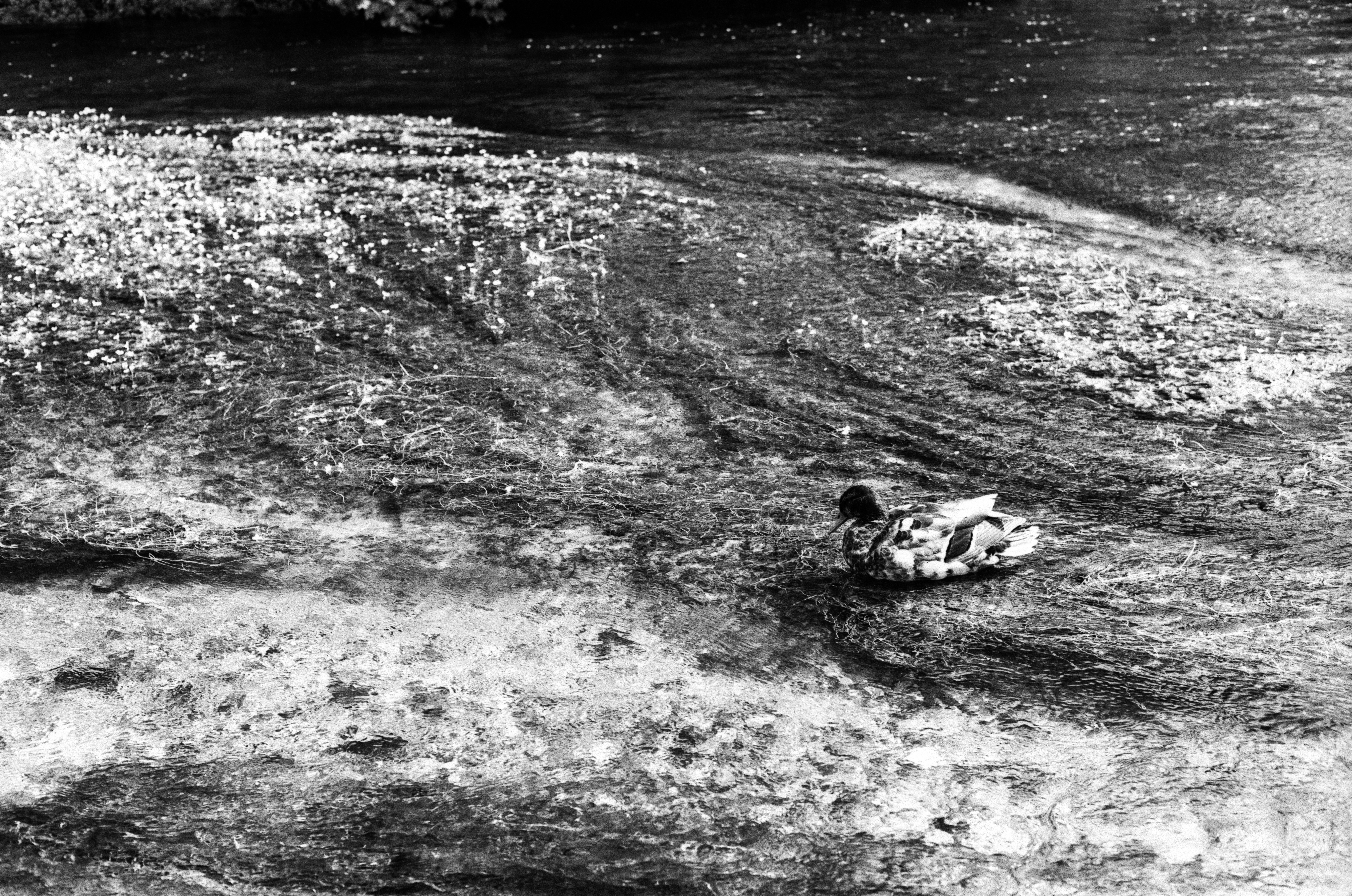 Anatra che nuota in un ruscello che si muove
