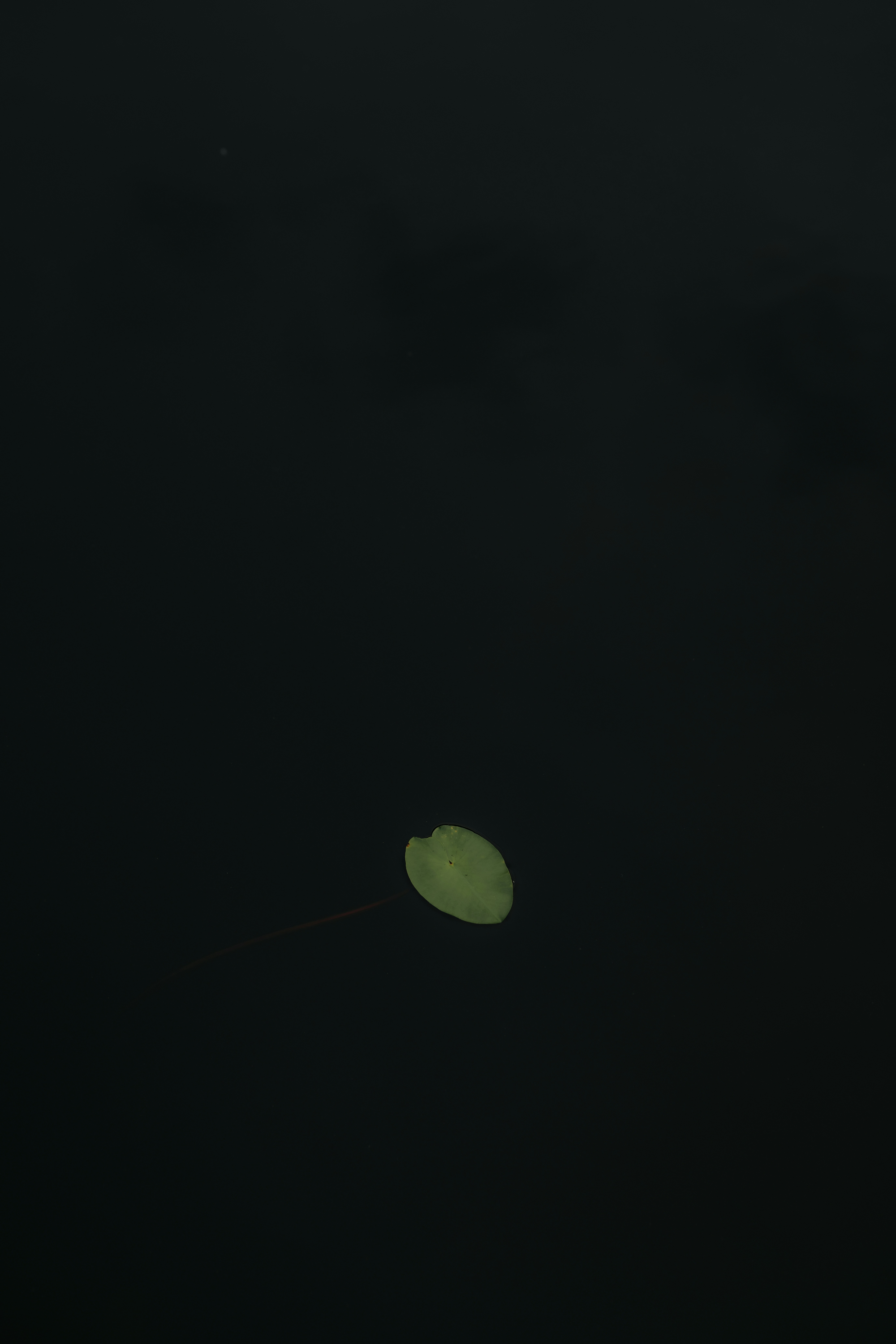 A single light green leaf floats on dark water.