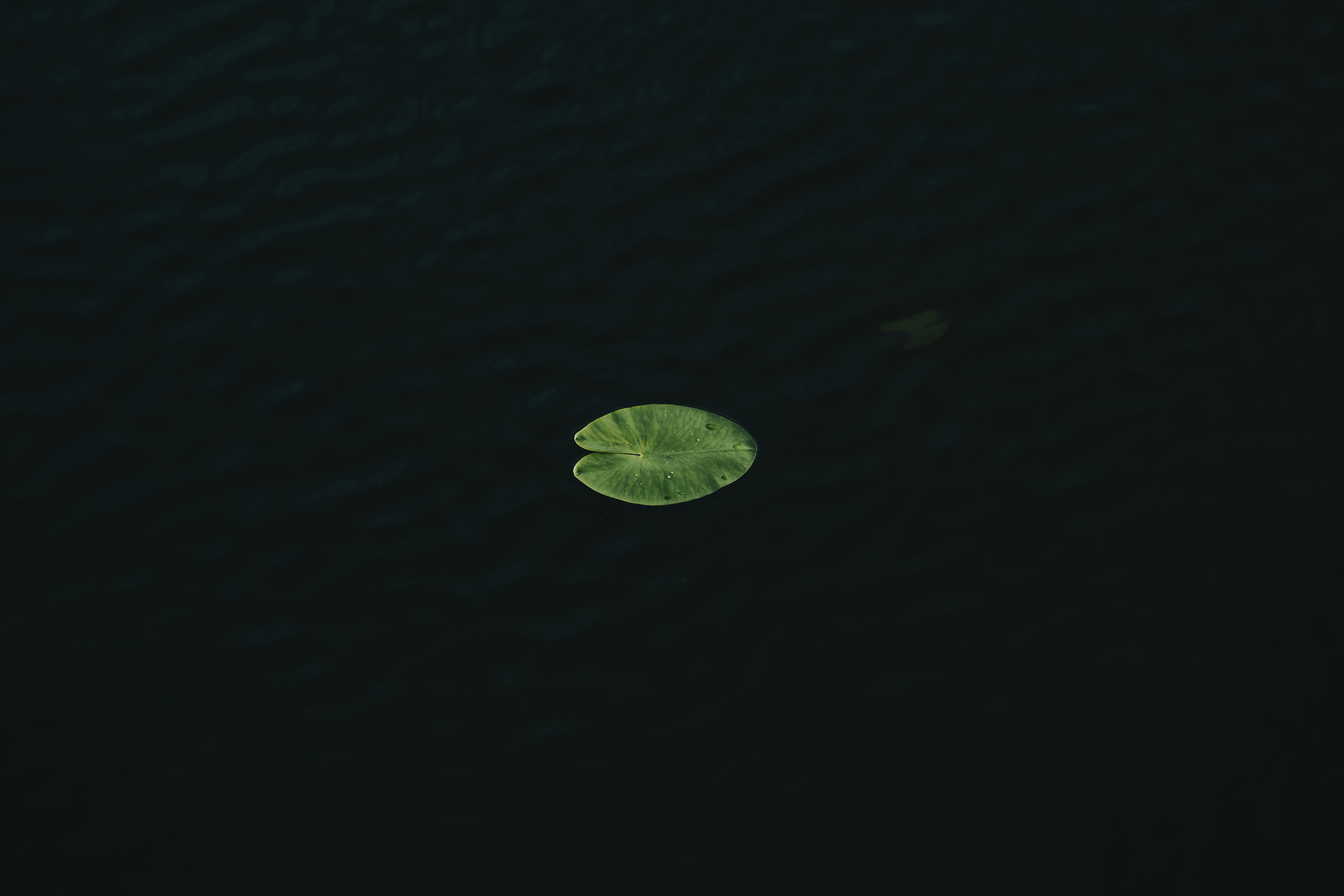 A single green lily pad floats on dark water.