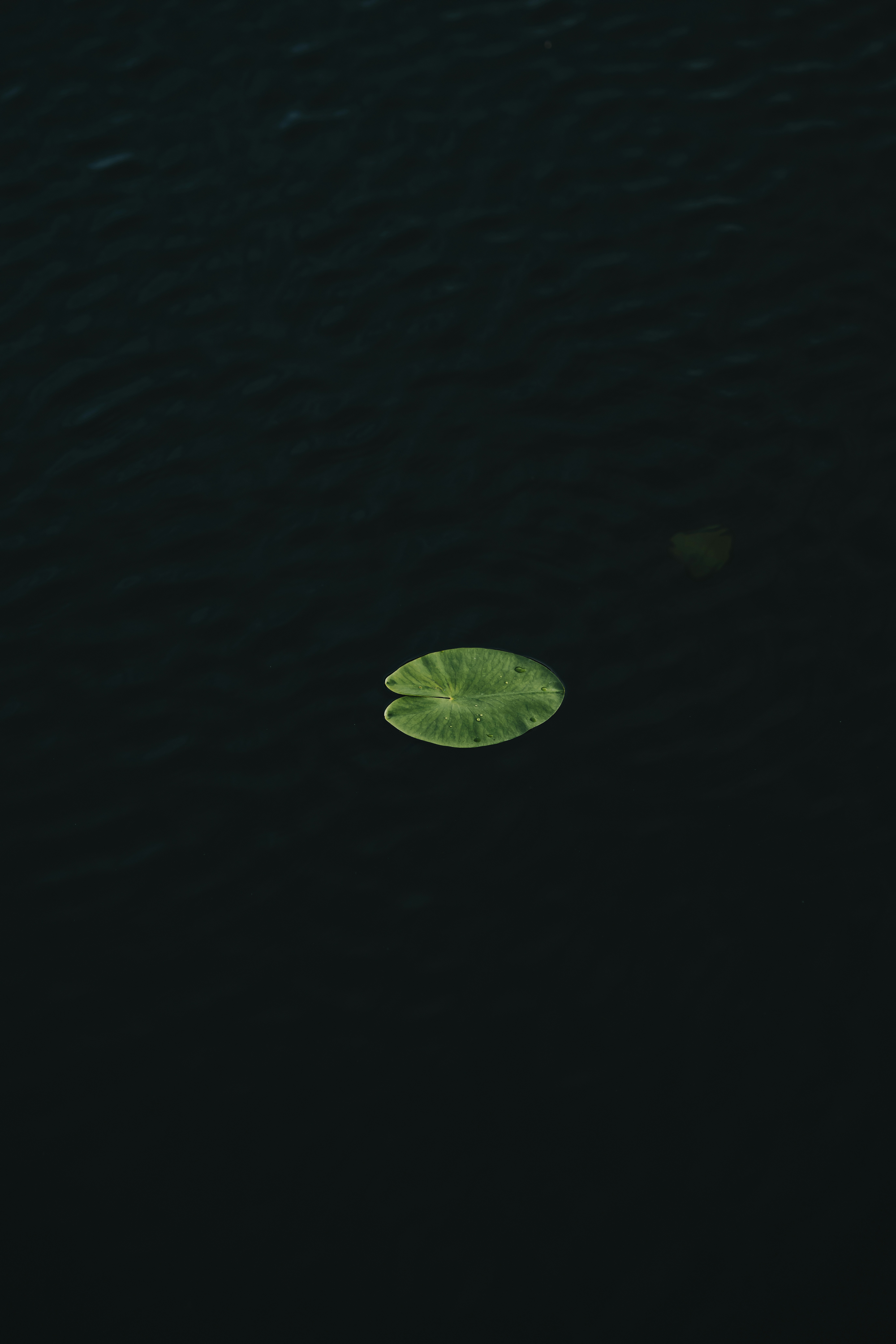 A single green lily pad floats on dark water.