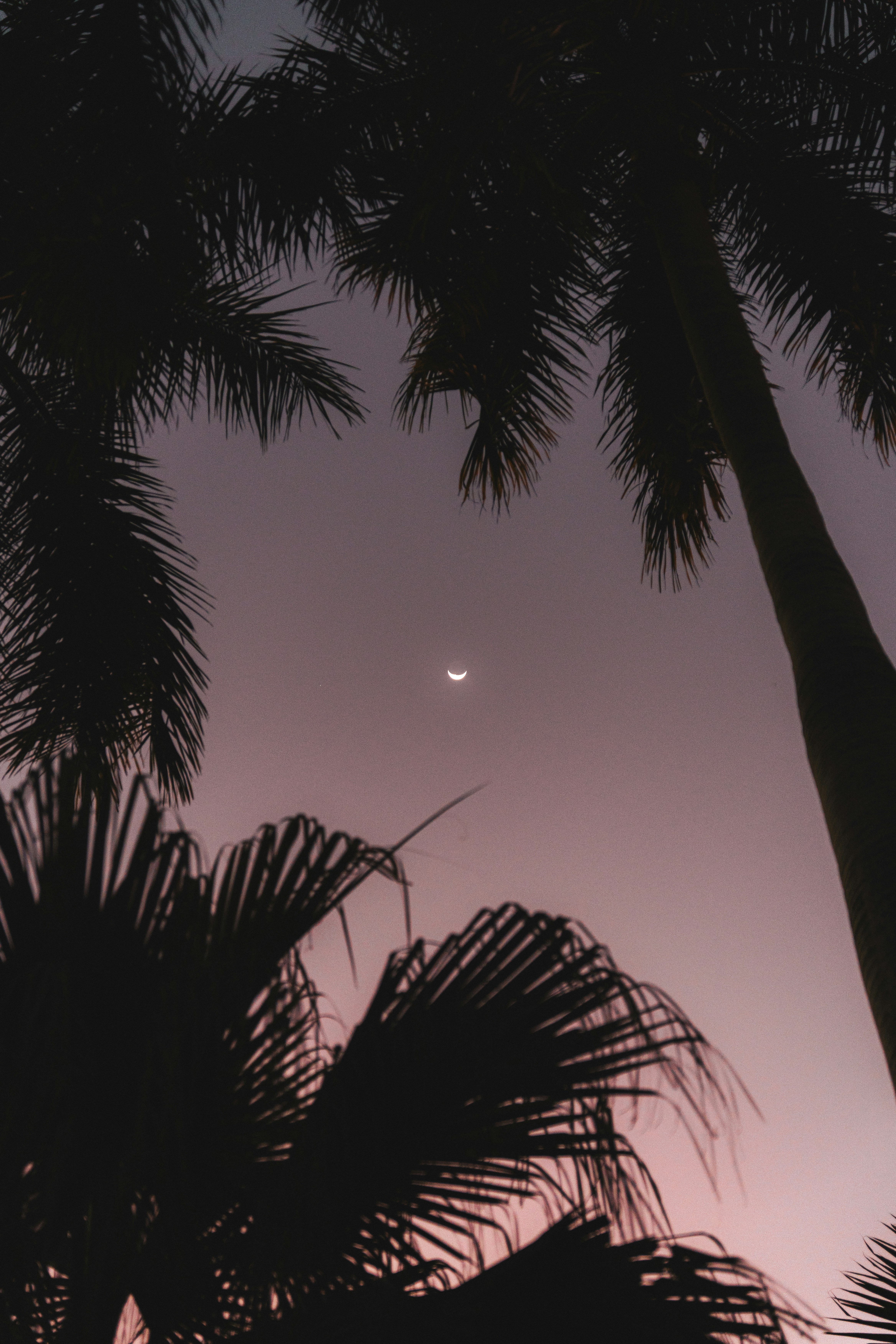 Crescent moon in a twilight sky framed by palm trees.