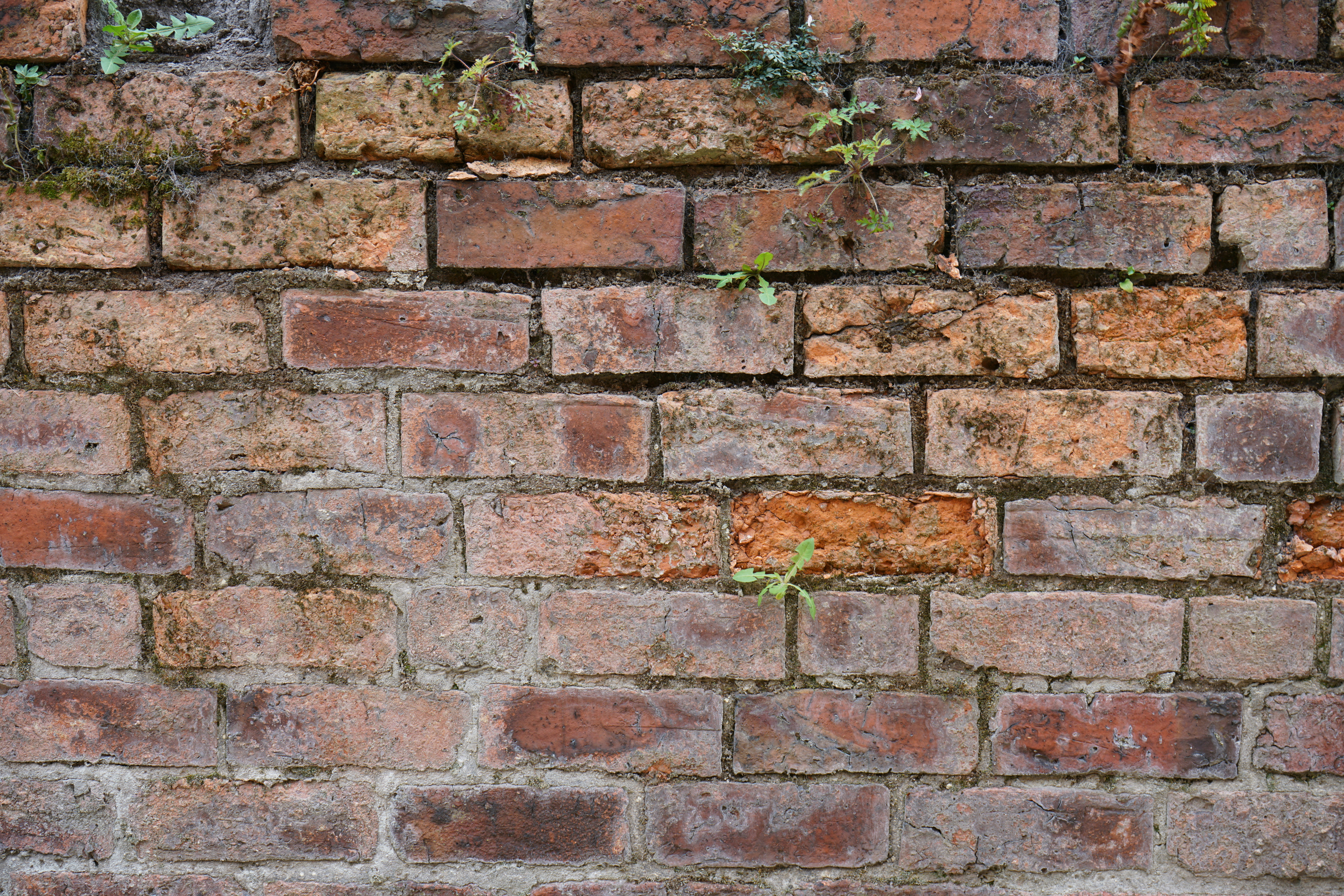 An old, weathered brick wall with small plants growing
