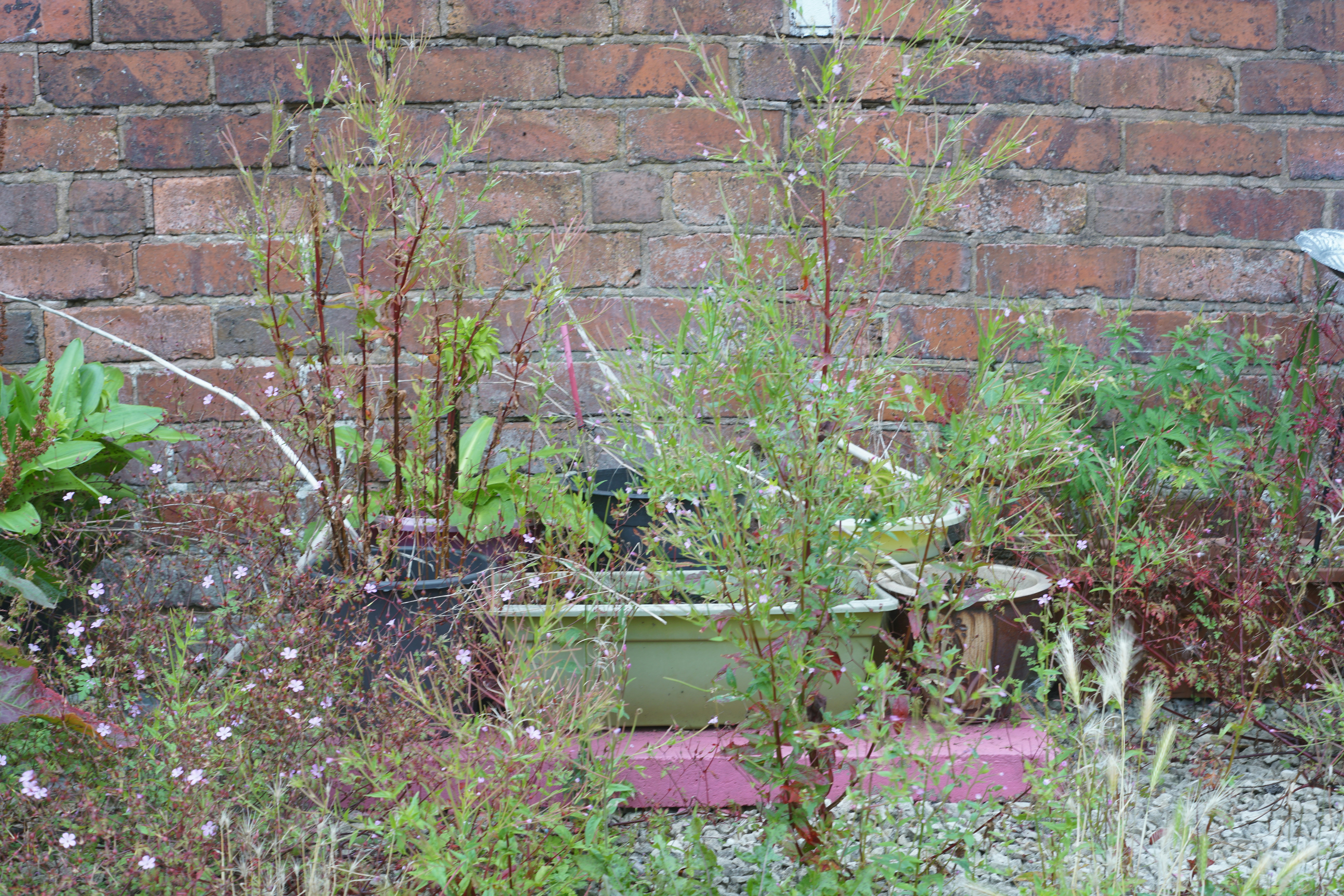Editorial image for How To Get Better Results From Growing Herbs In Containers Without Spending More