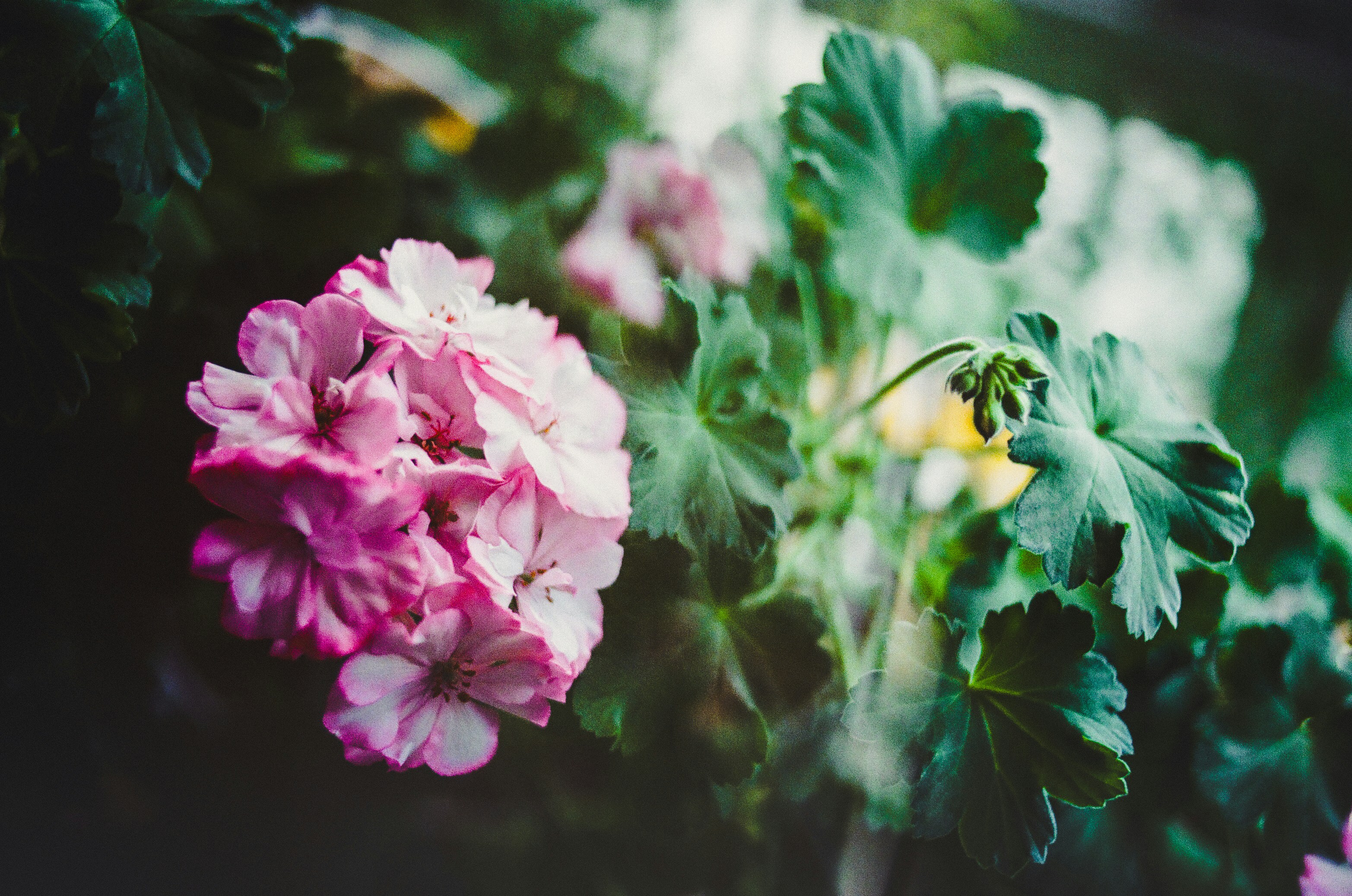 Flowers Vibrant Pink Flowers Bloom Among Green Leaves. Full HD Wallpaper #3637