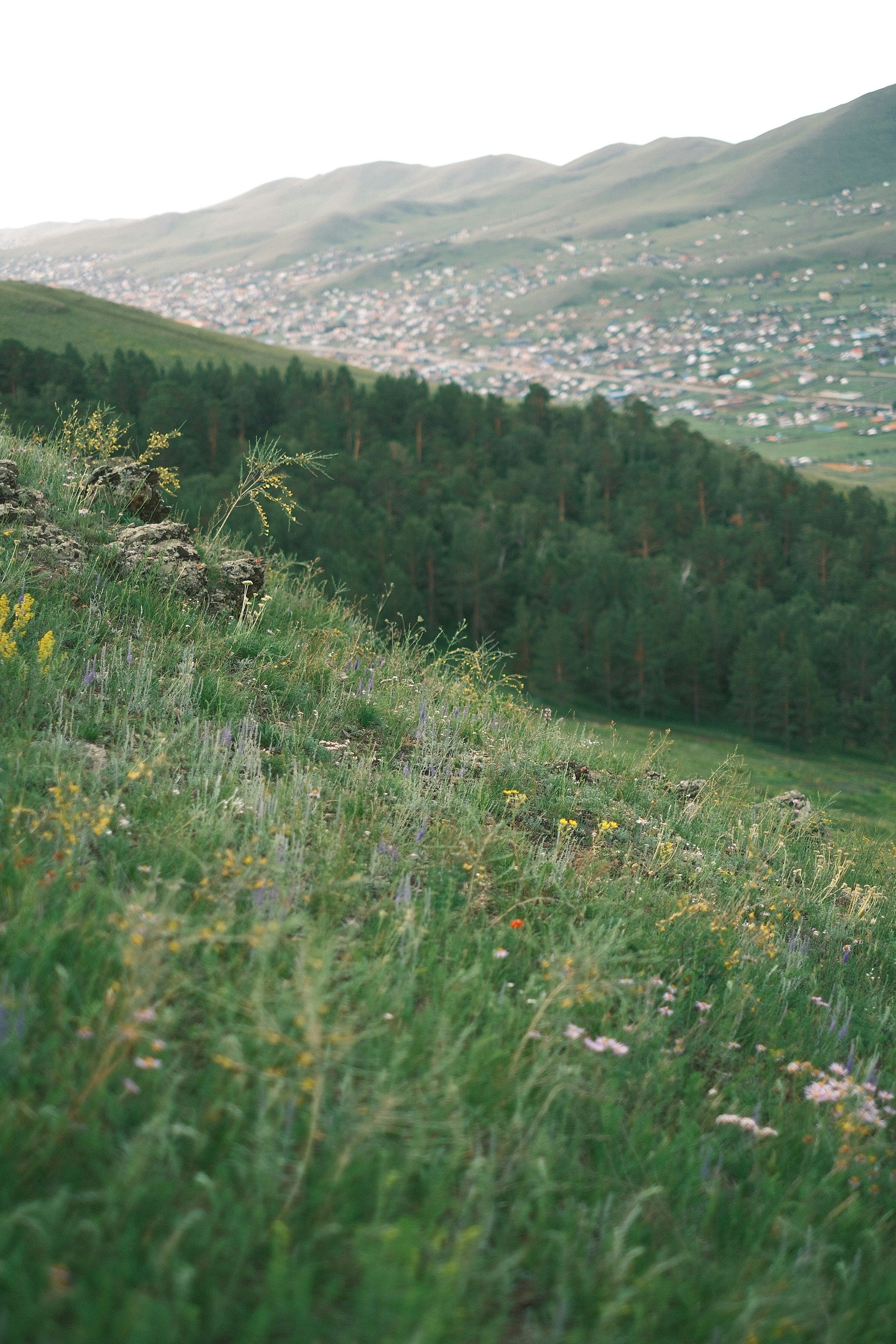 Ein üppig grüner Hang führt zu einem Wald und einem fernen Dorf hinab